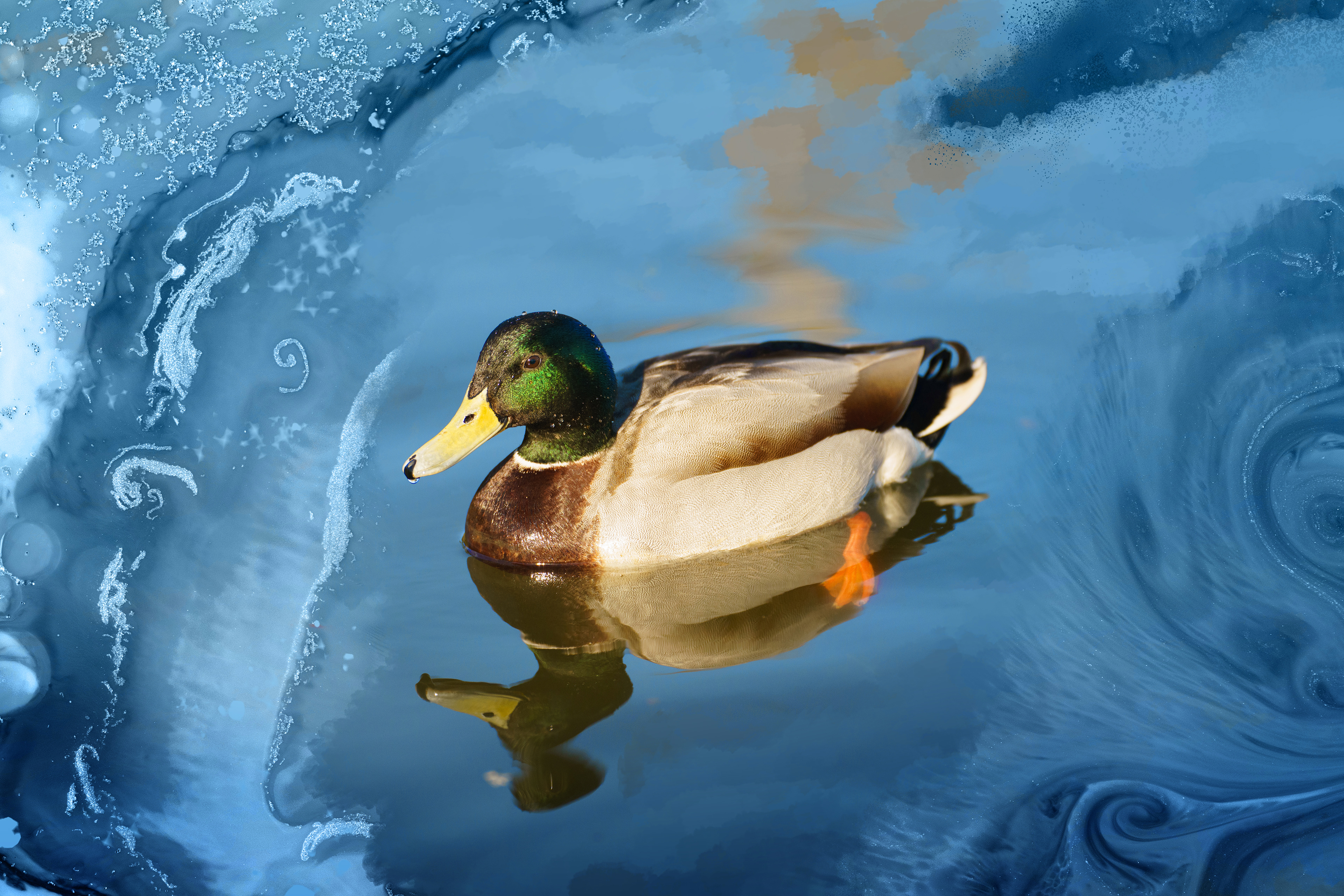 Duck