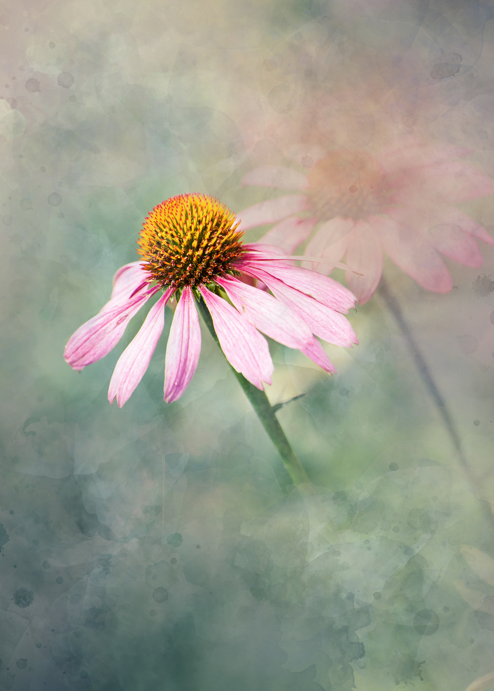 Helenium
