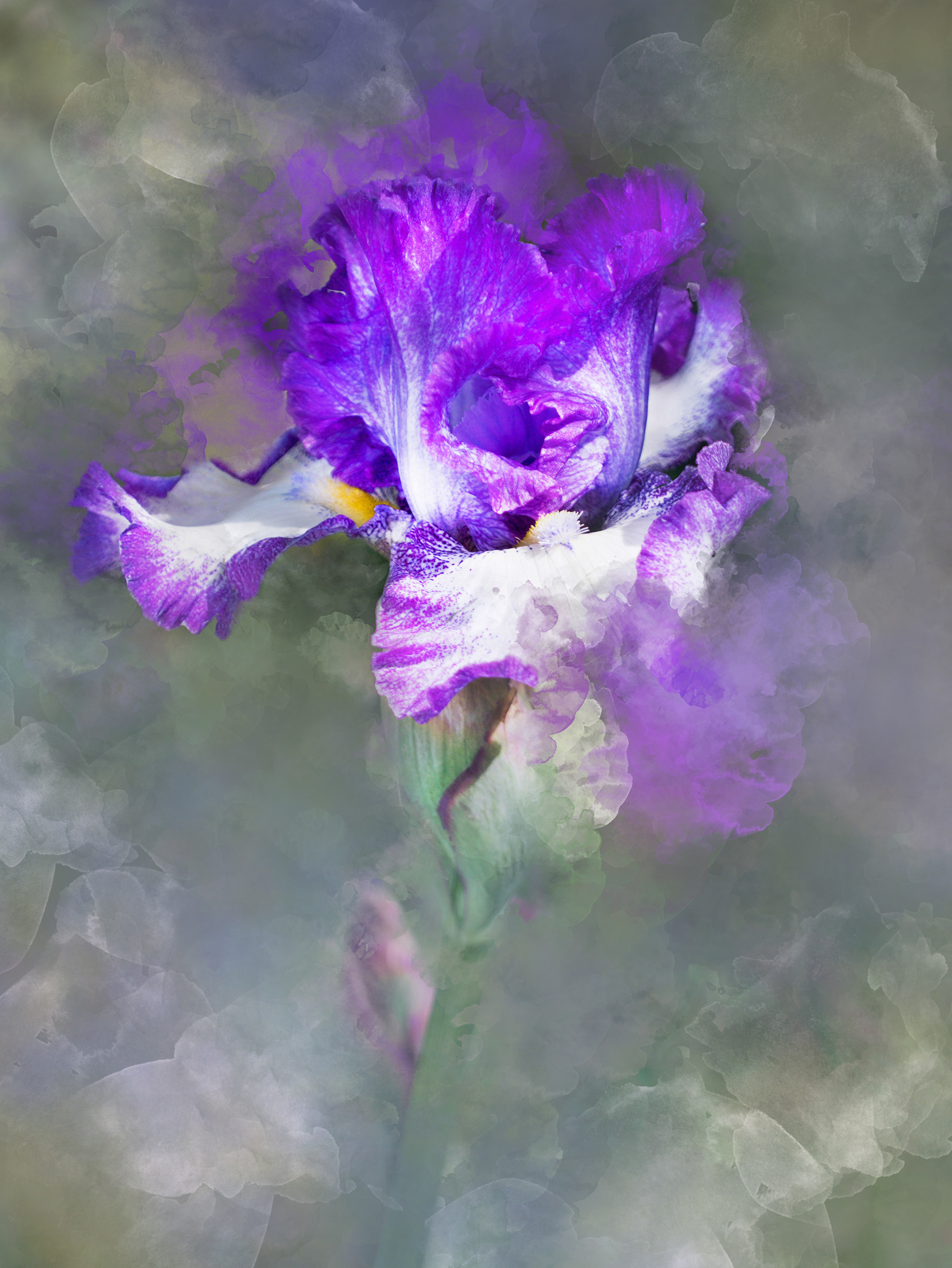 Bearded Iris
