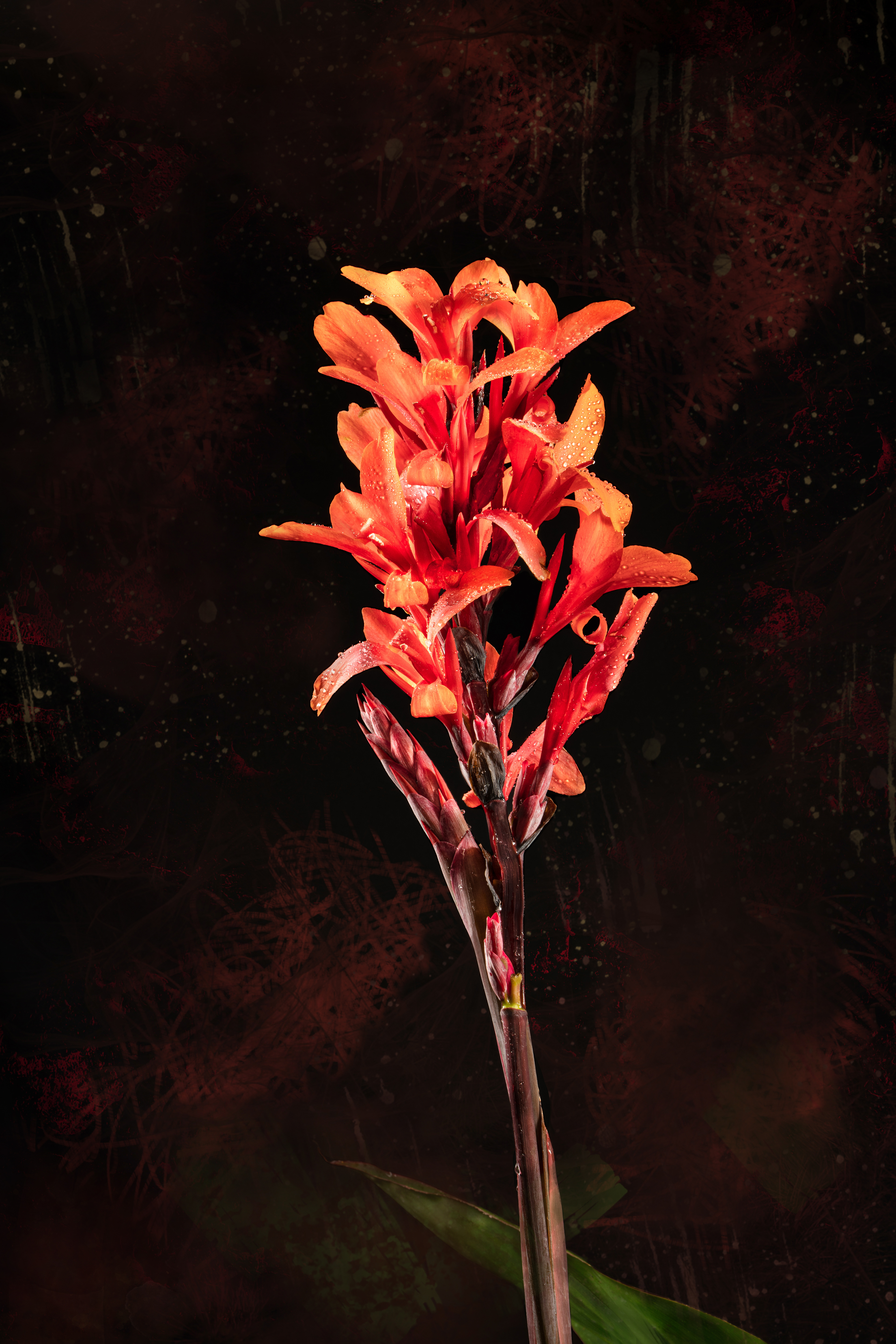 Canna Lily_3