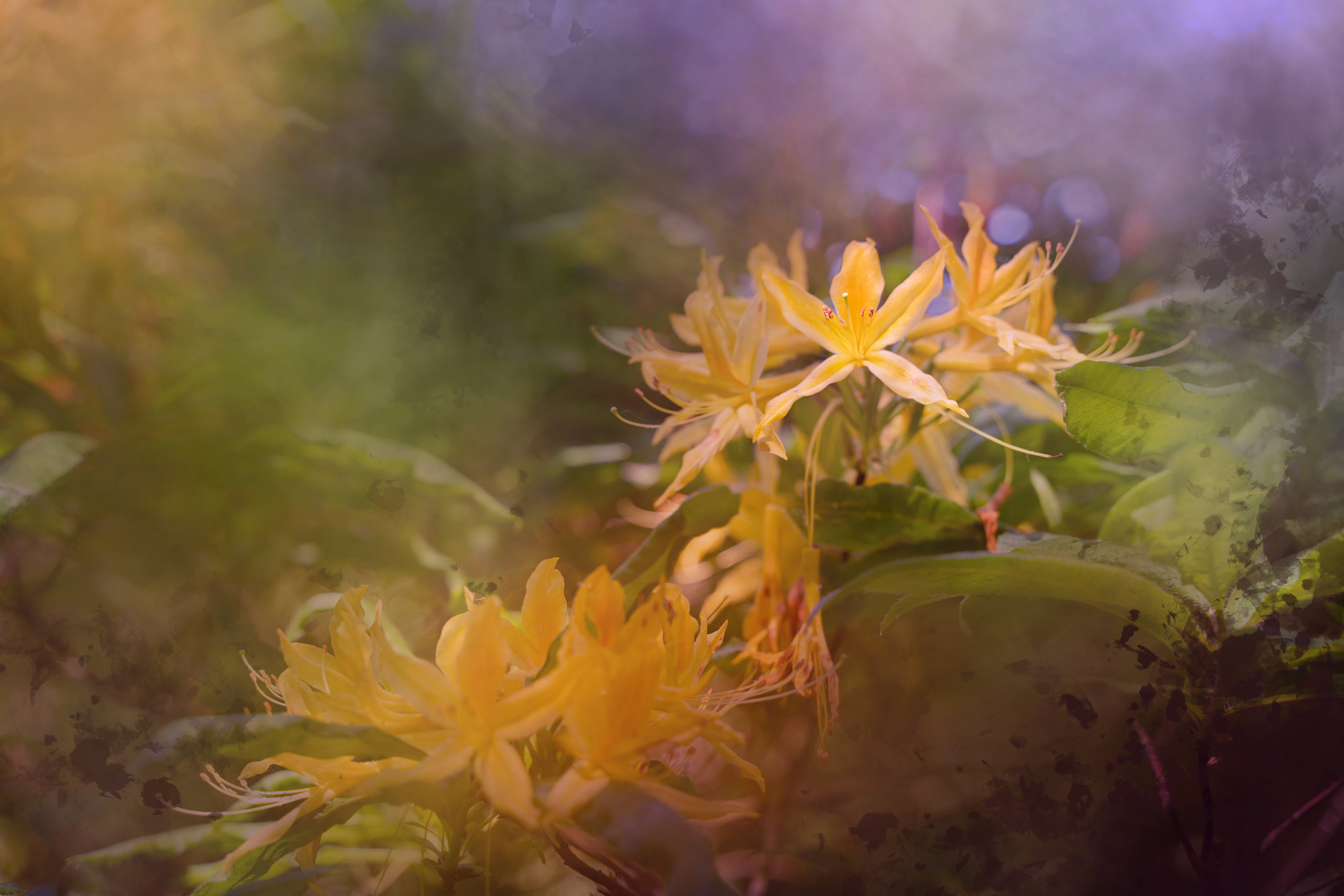 Azalea