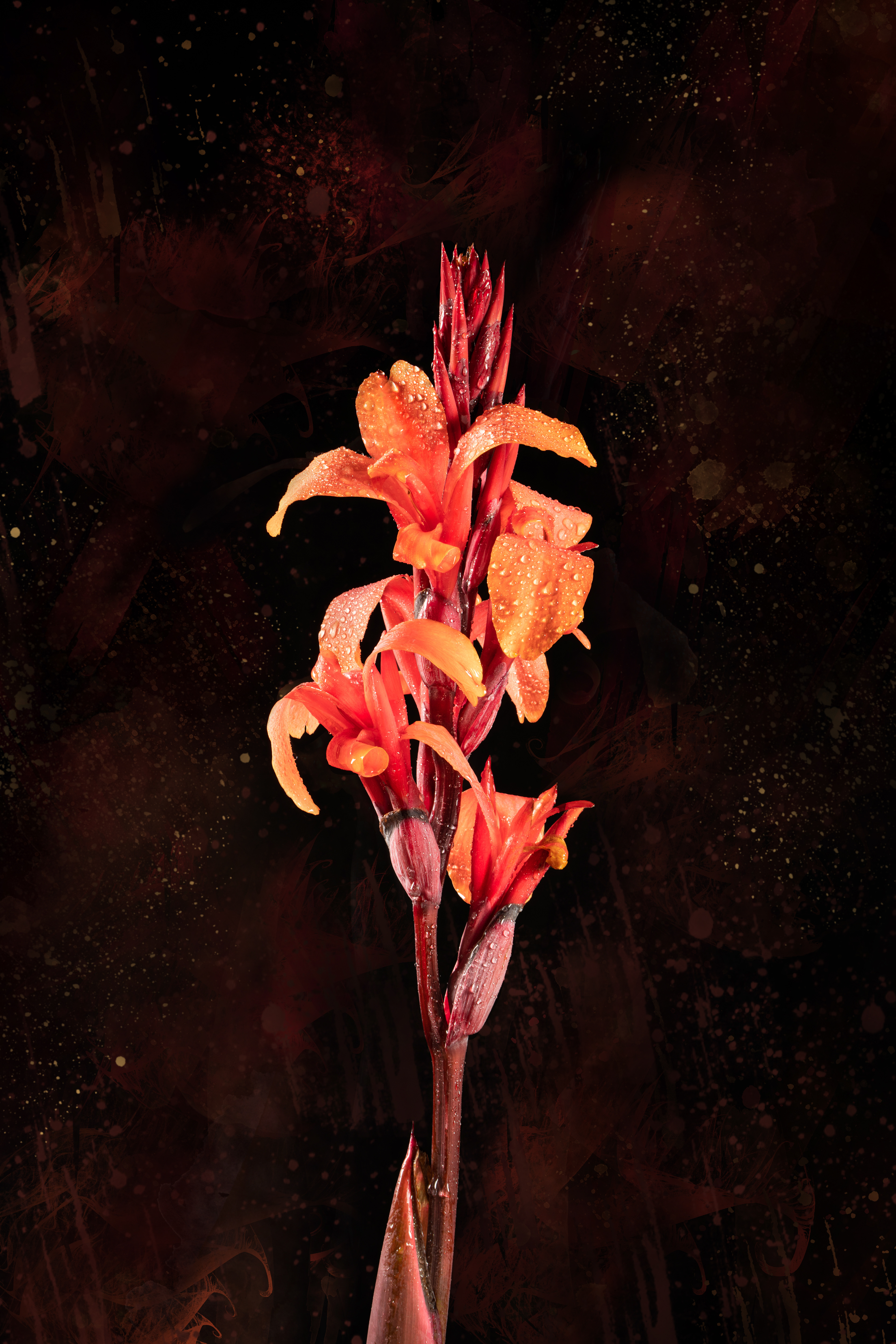 Canna Lily_2