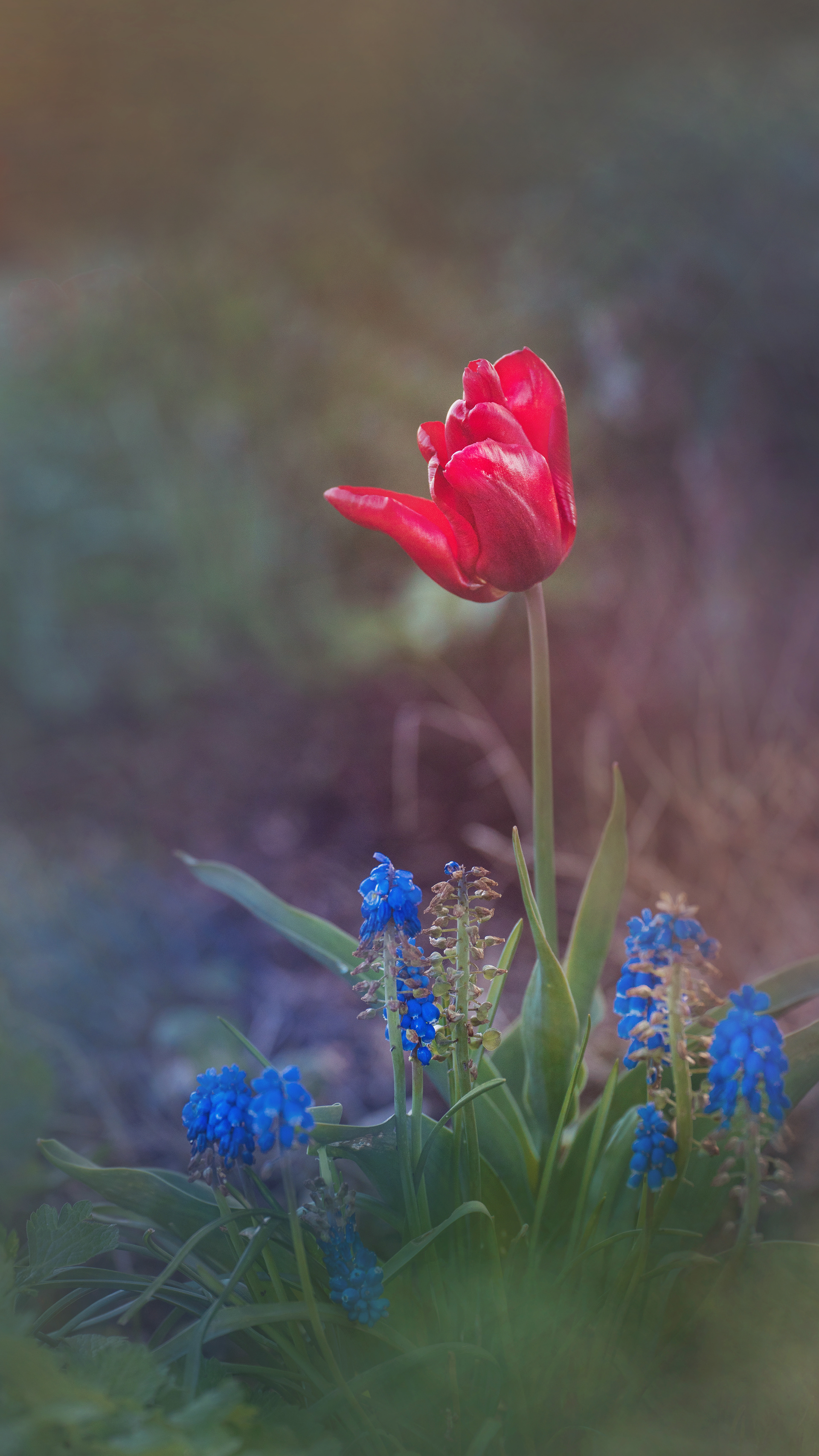 Tulip with Grape Hycinths