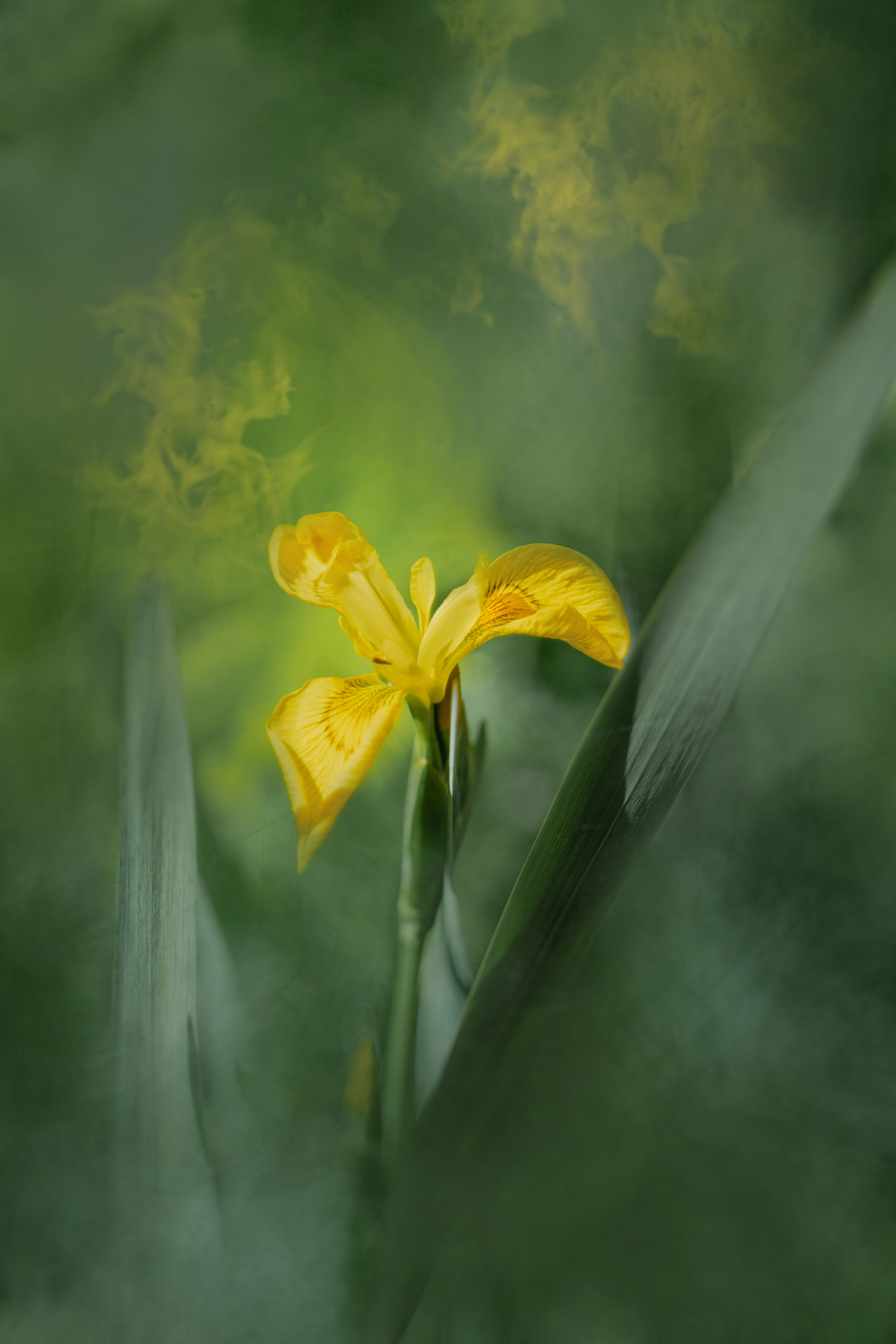 Yellow Flag Iris