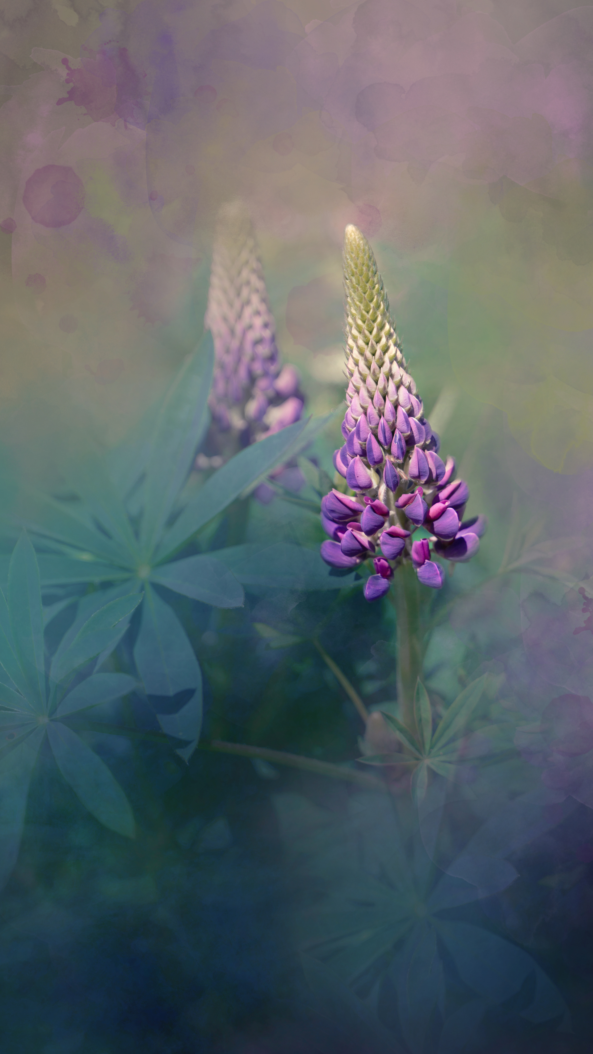 Lupin