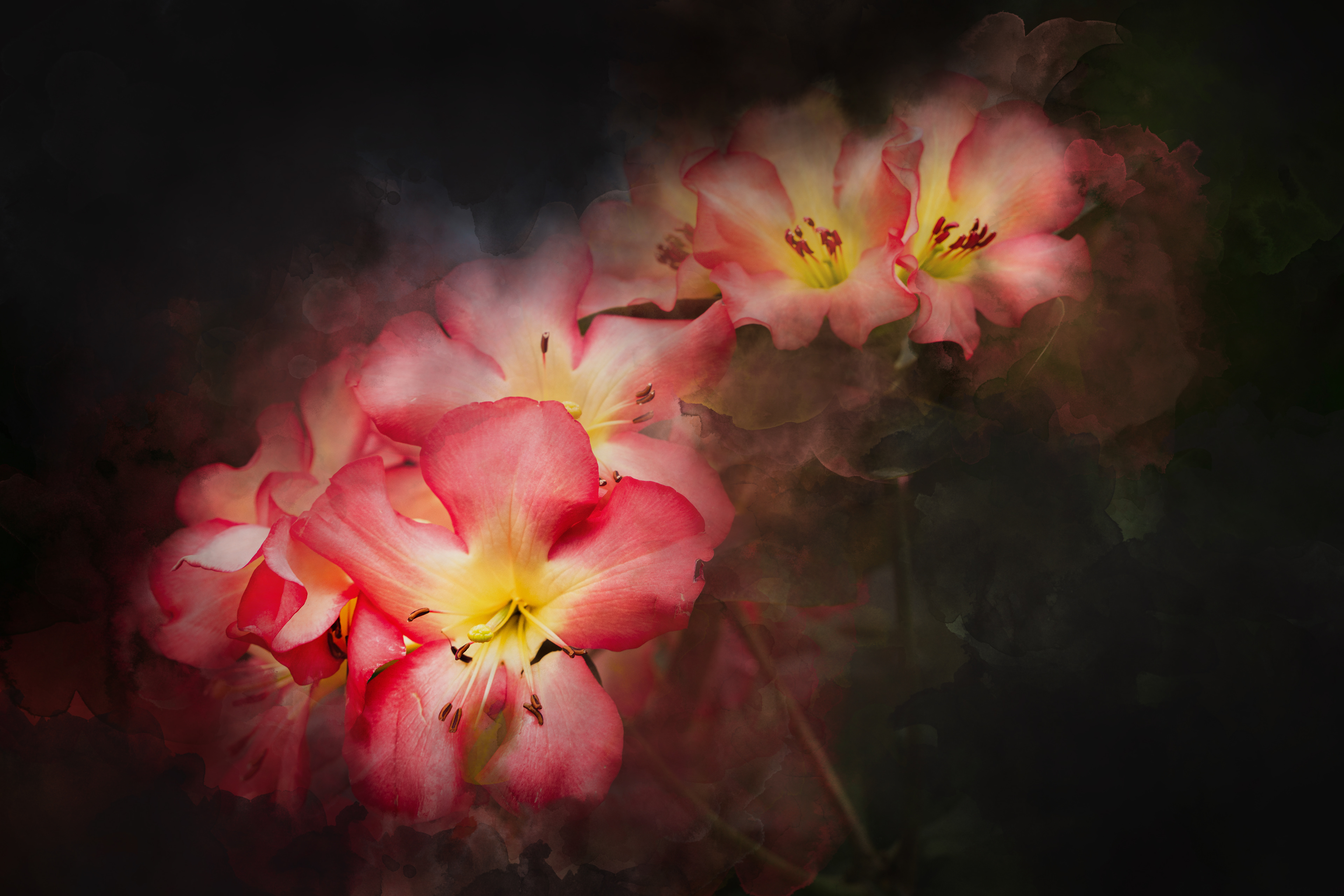 Peruvian Lily
