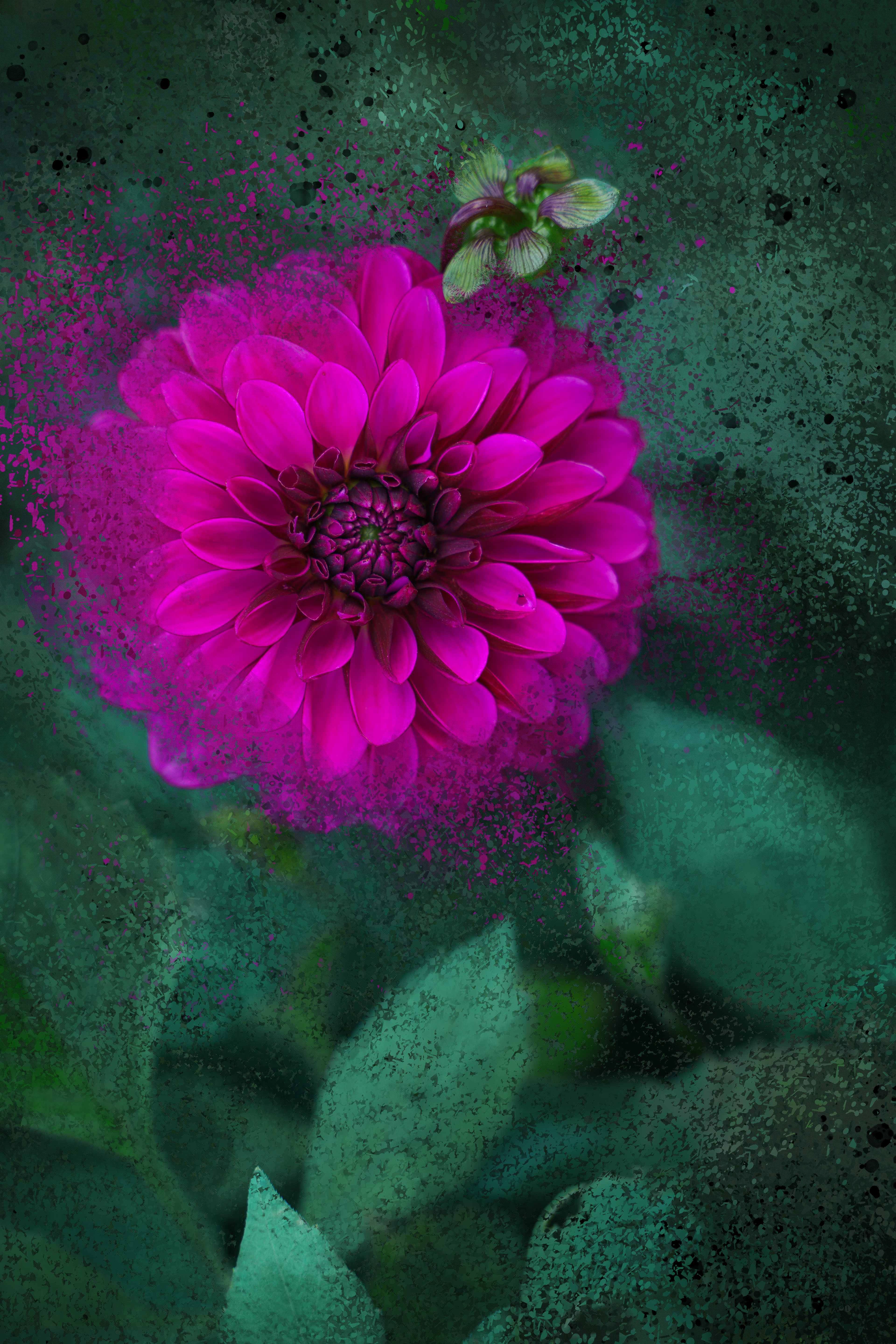 Dahlia Pink