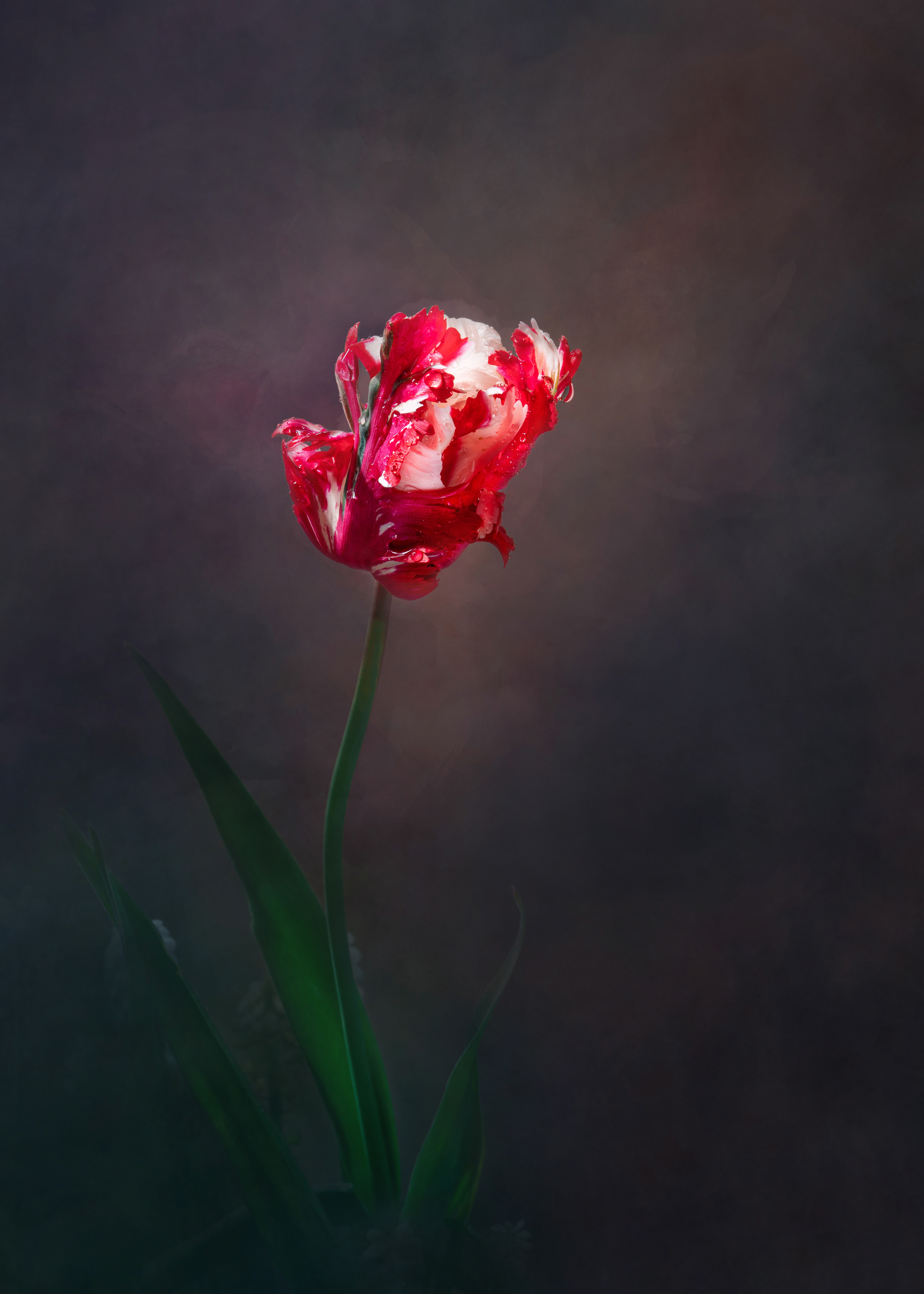 Tulip_3