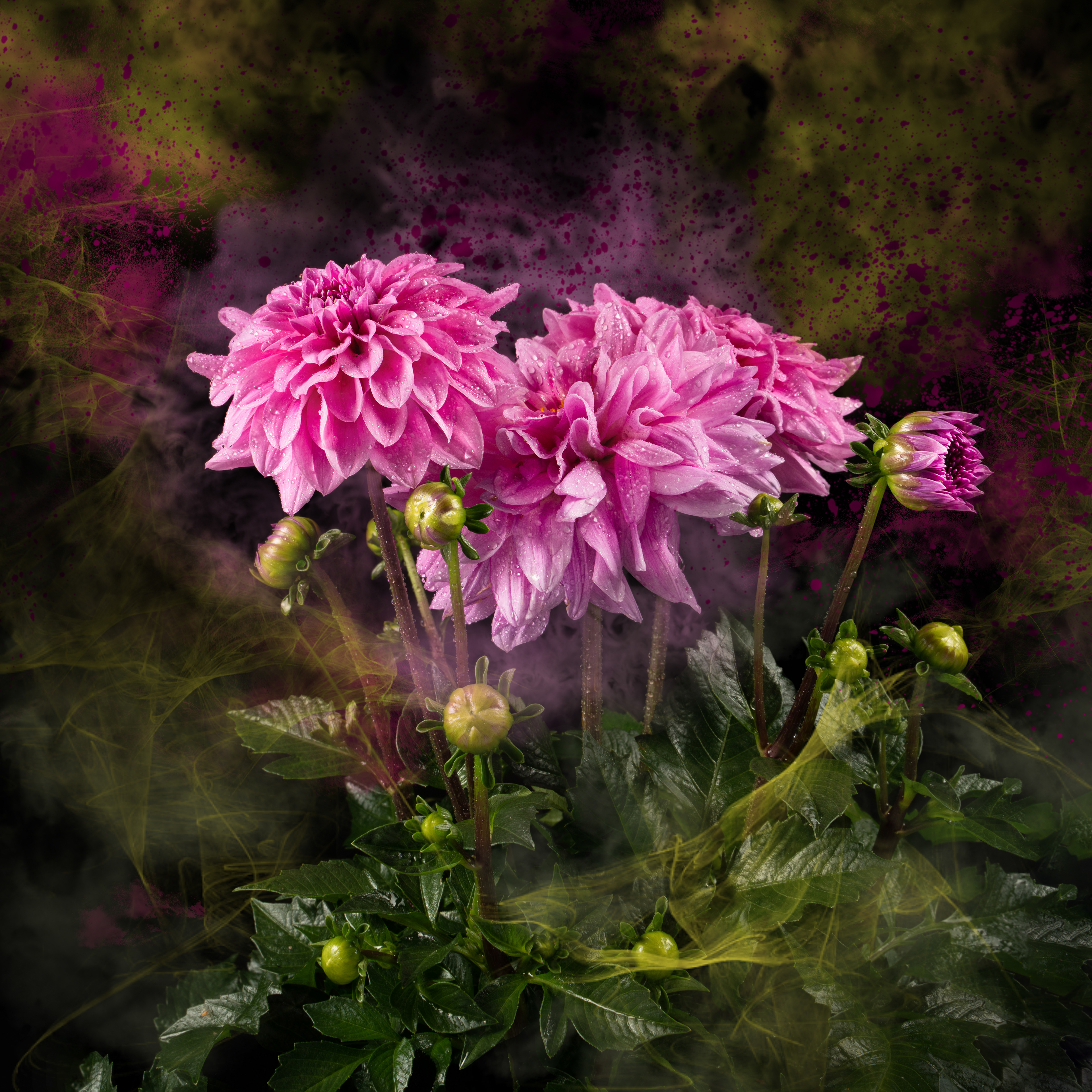 Dahlias