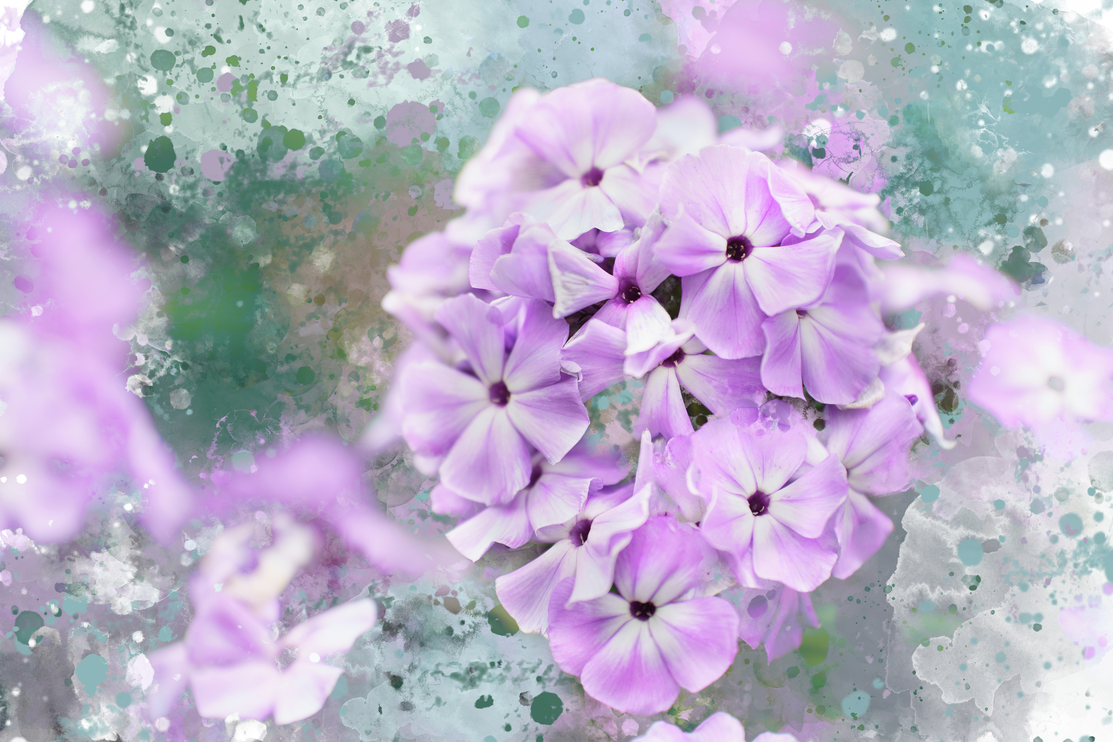 Phlox