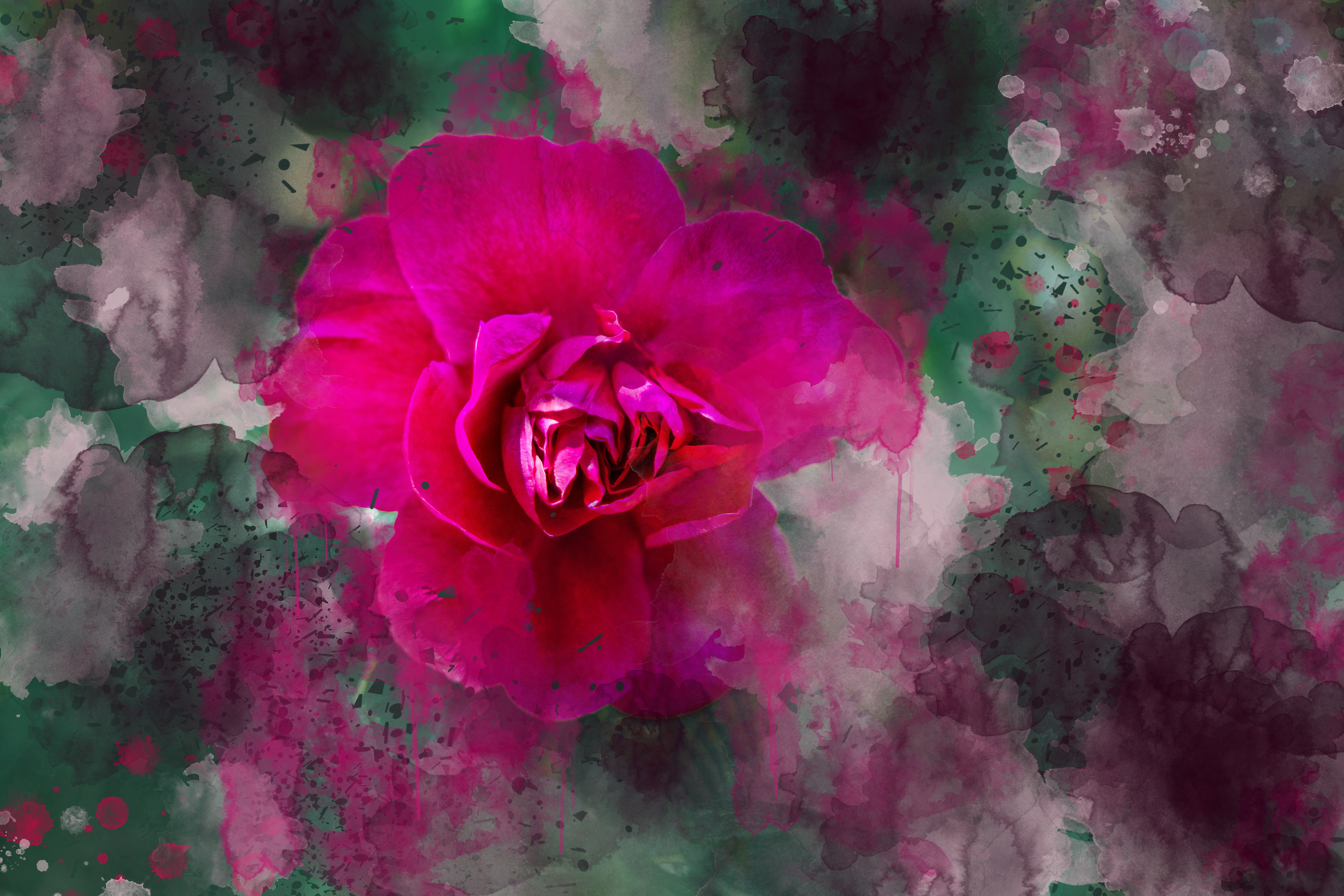 Camellia