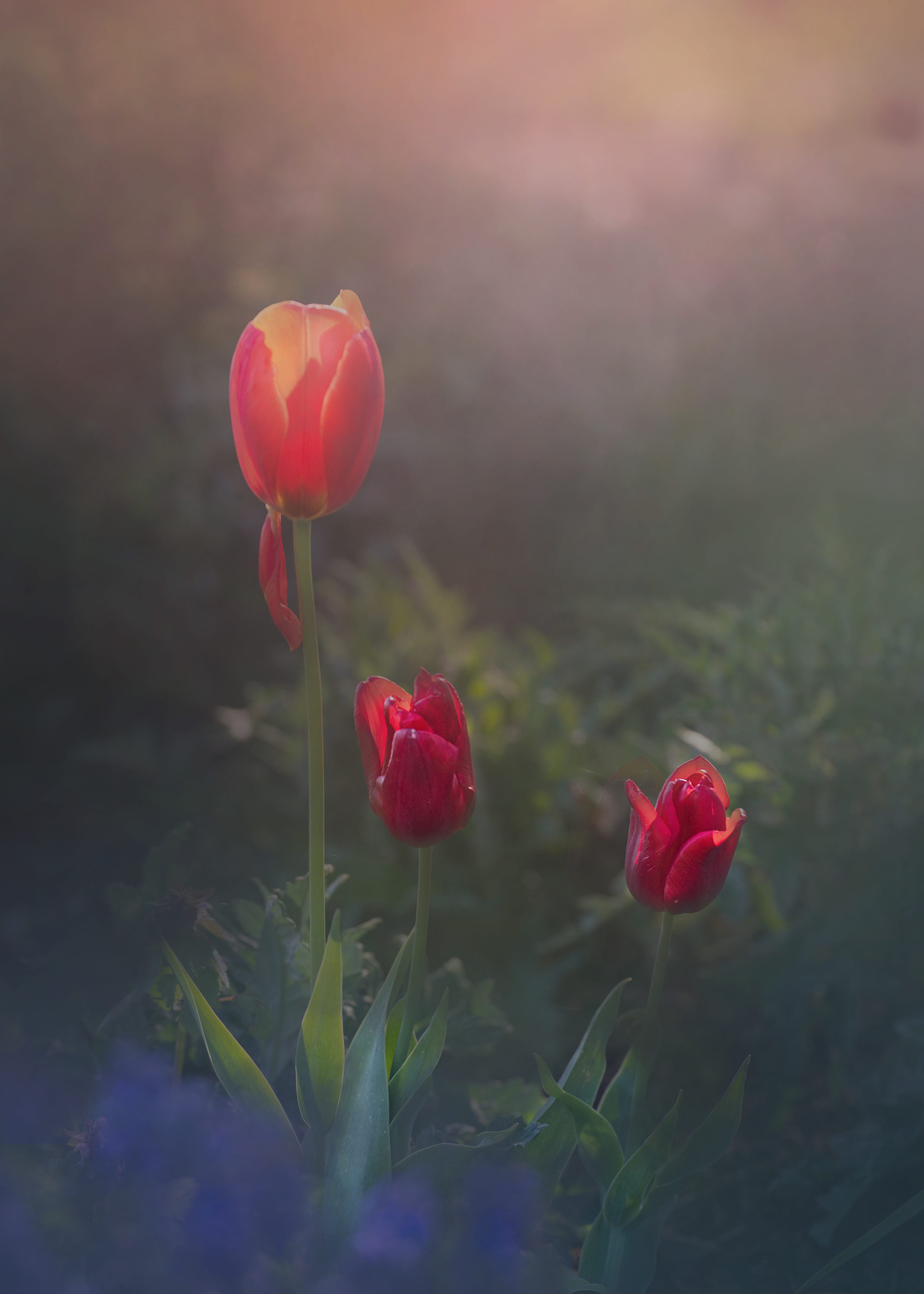 Tulips