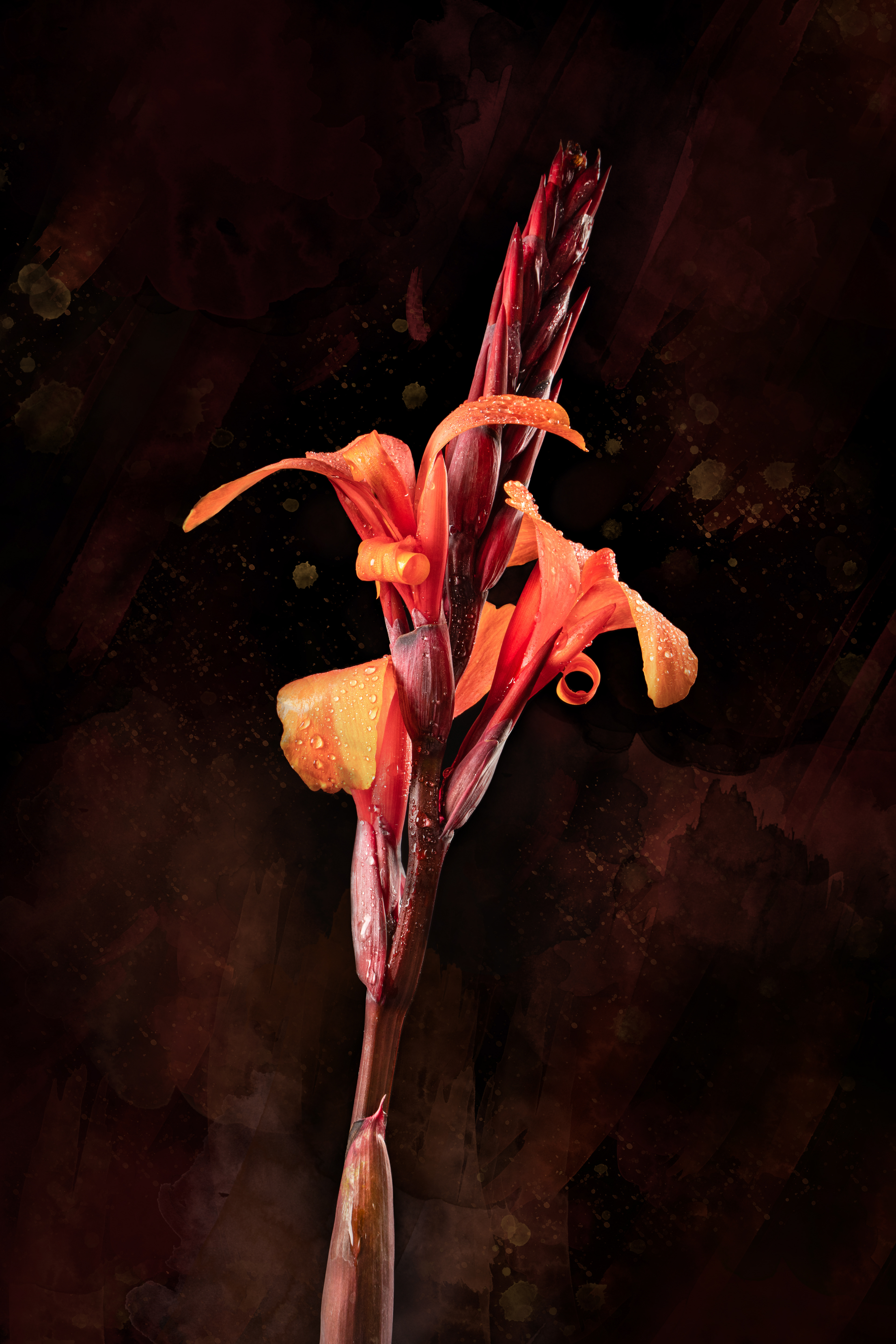 Canna Lily_1