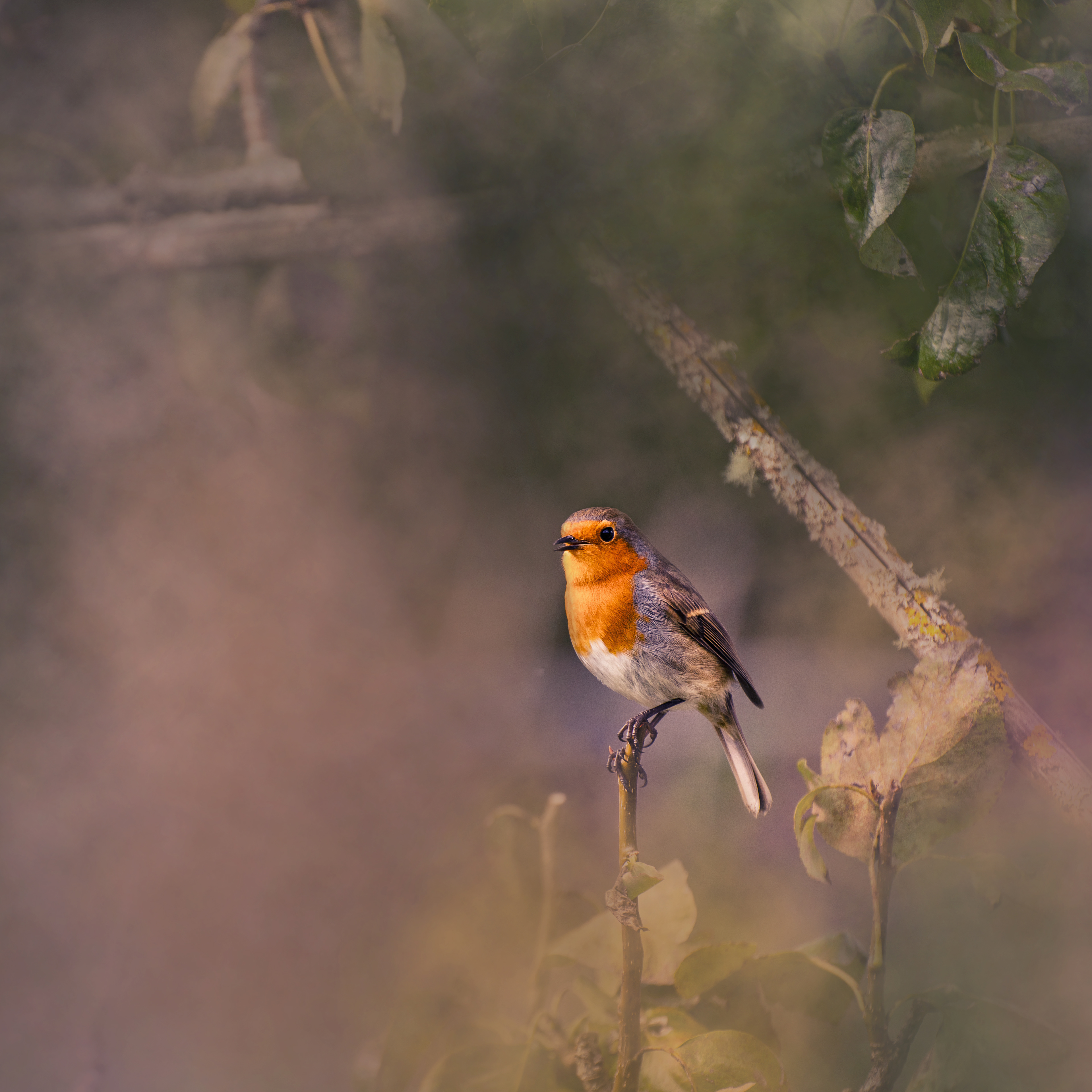 Robin