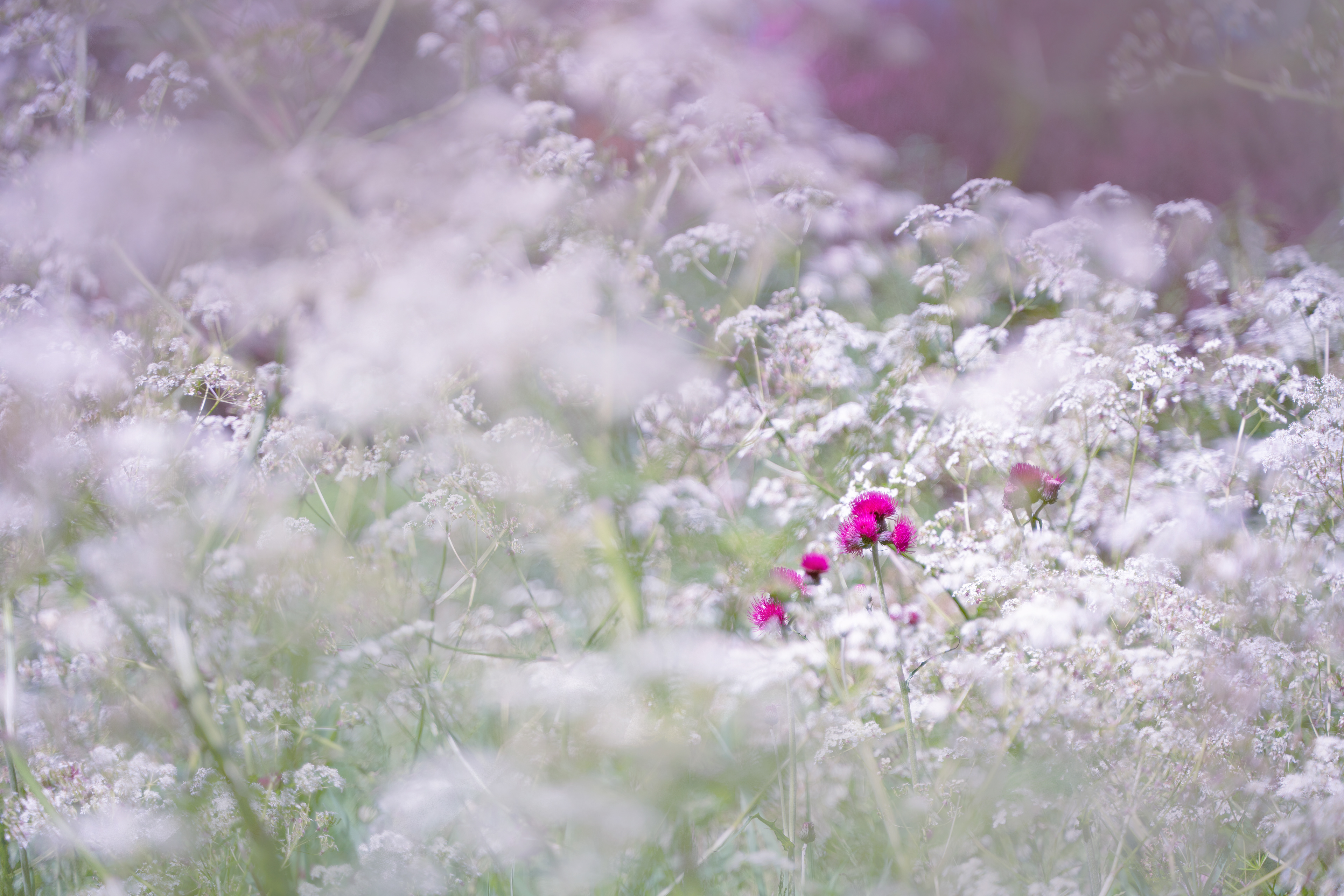 Ornamental Thistle