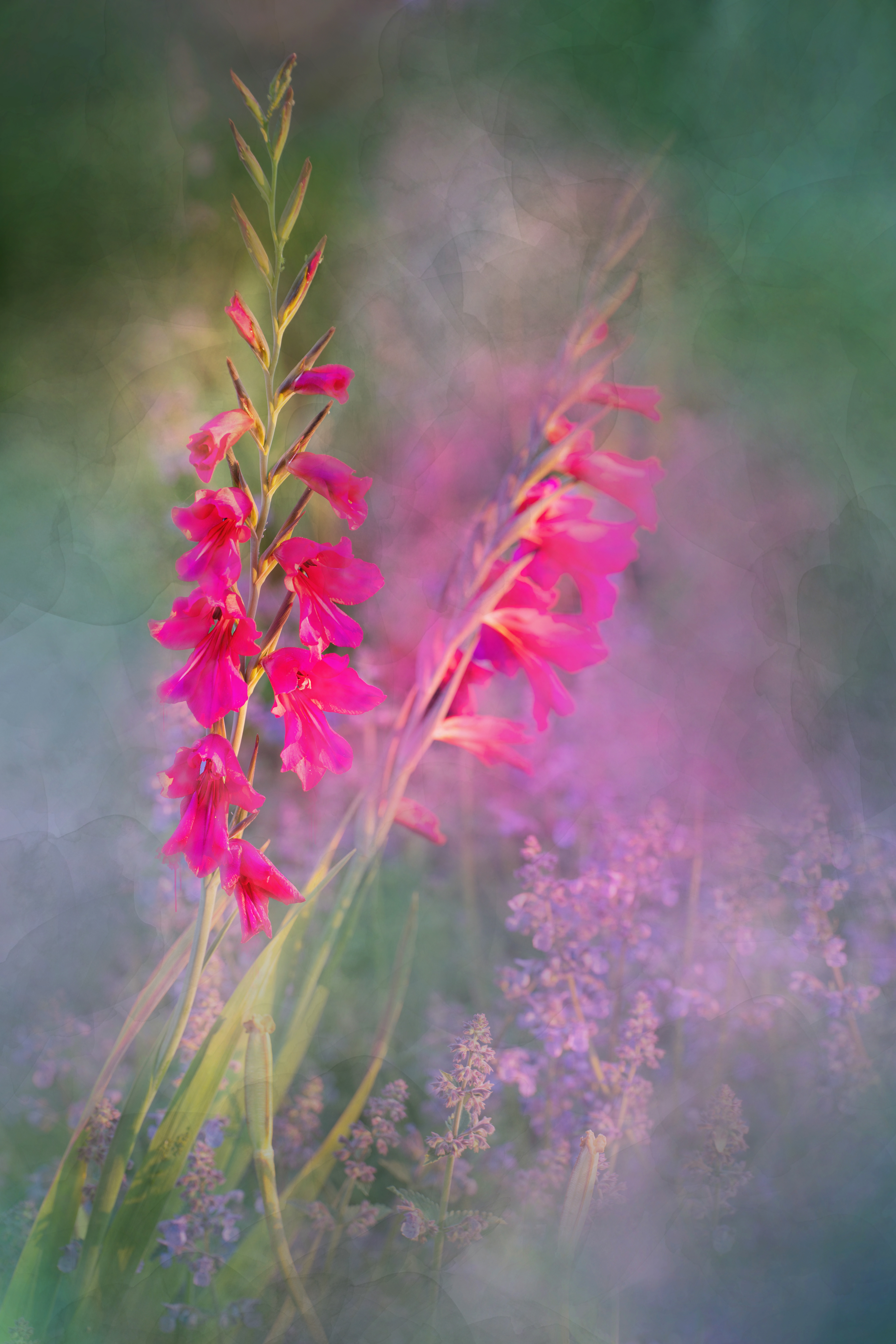 Gladiolus