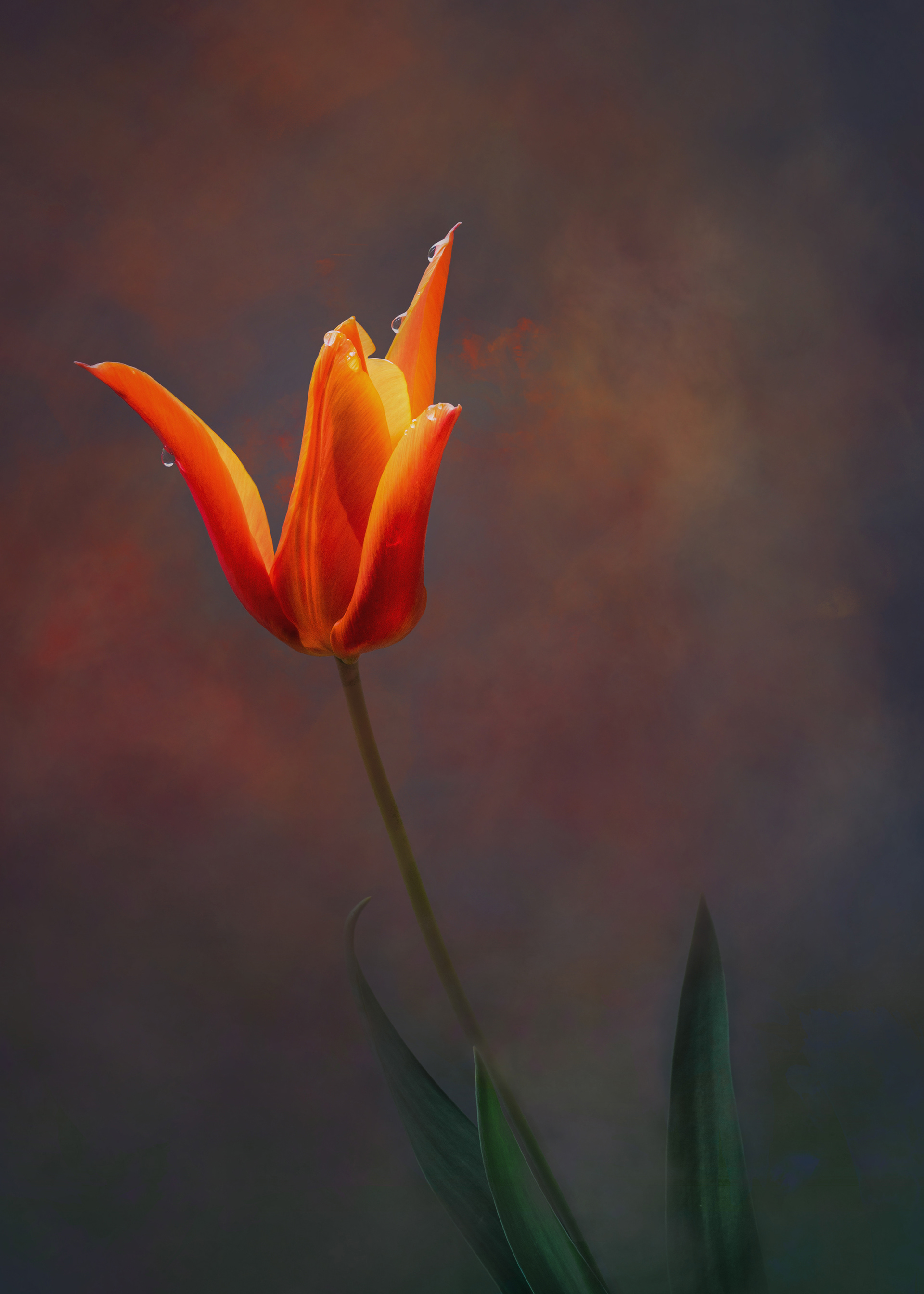 Tulip_2