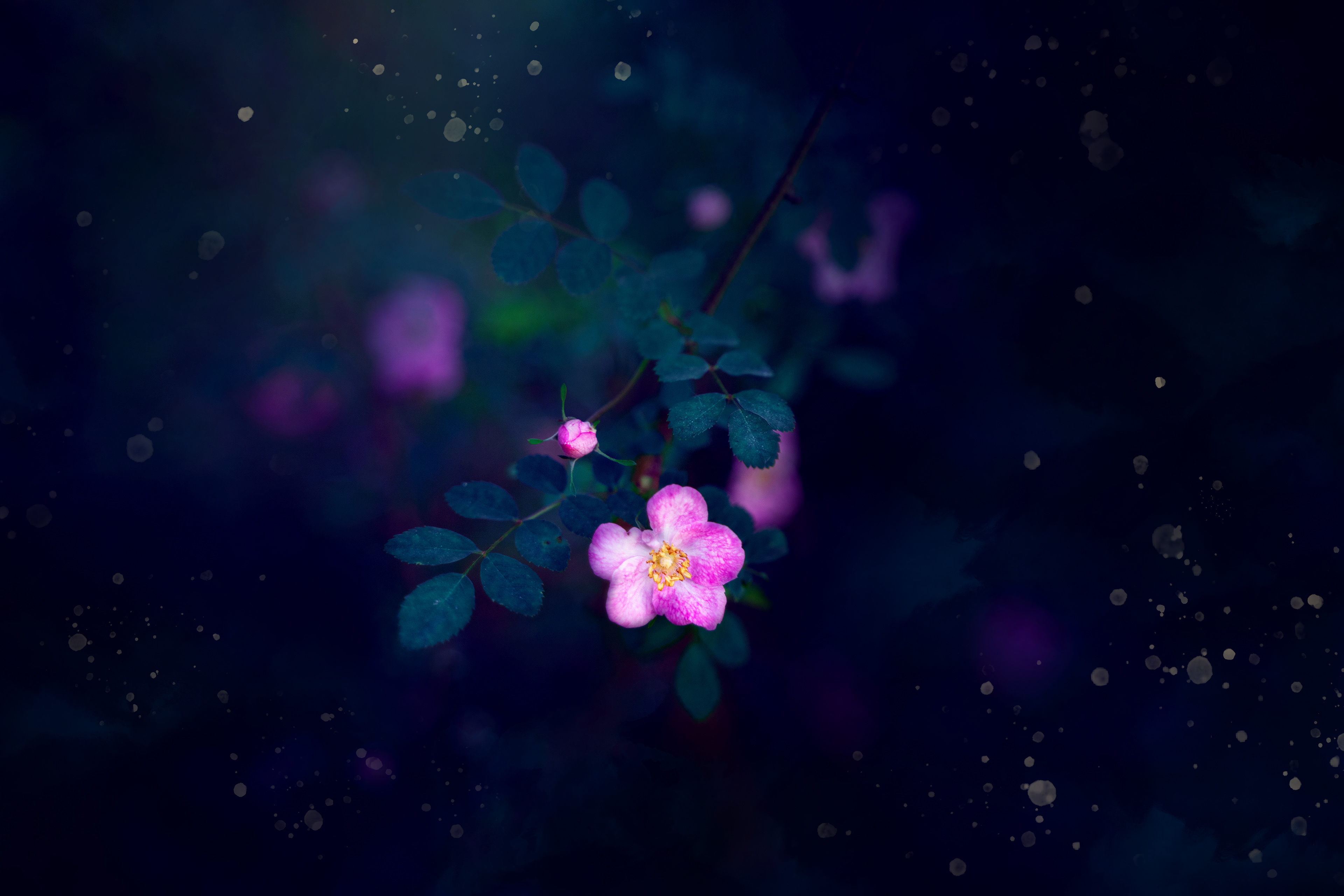 Wild Rose