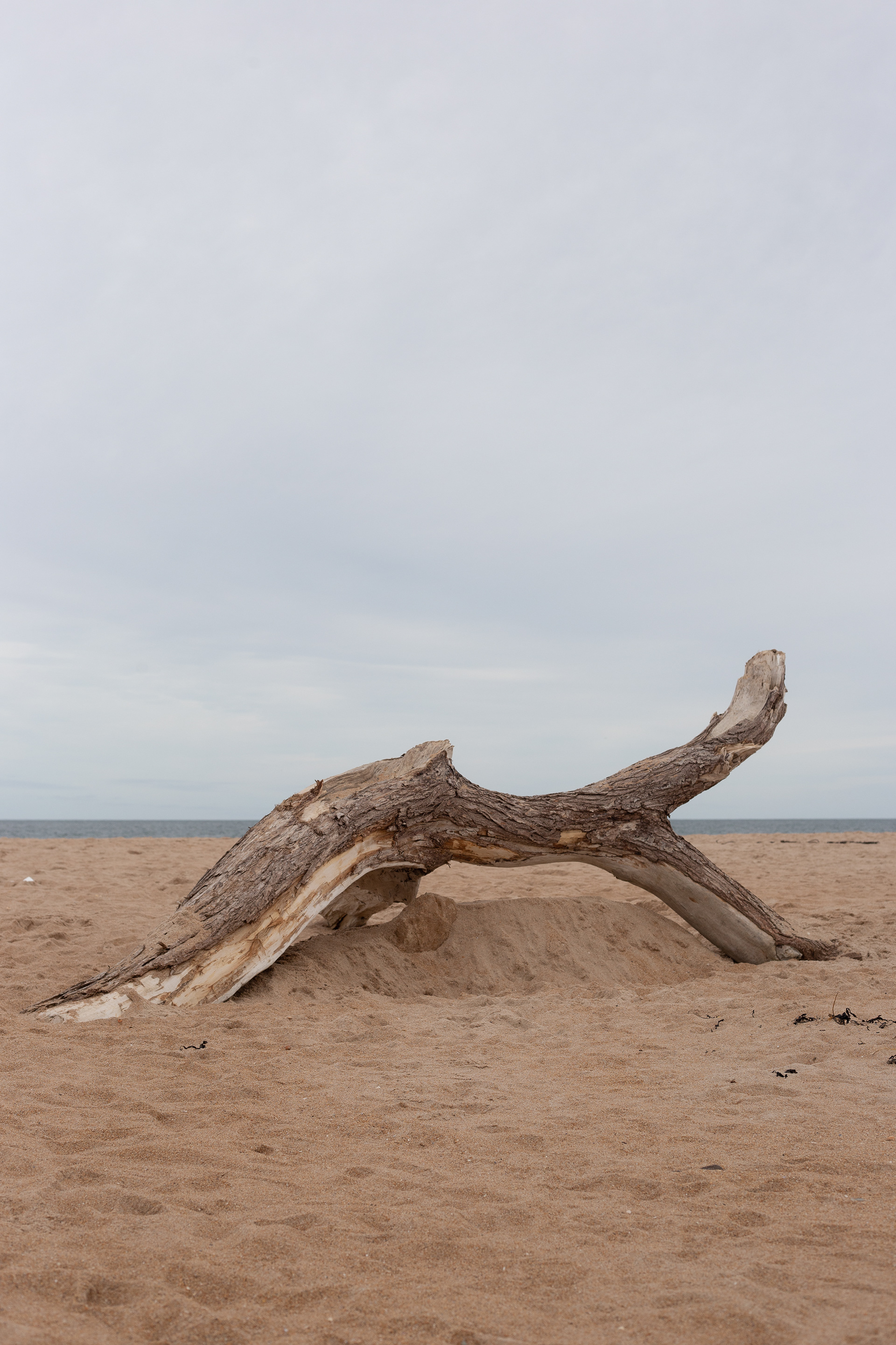 Dead Wood, Craster, 07.20