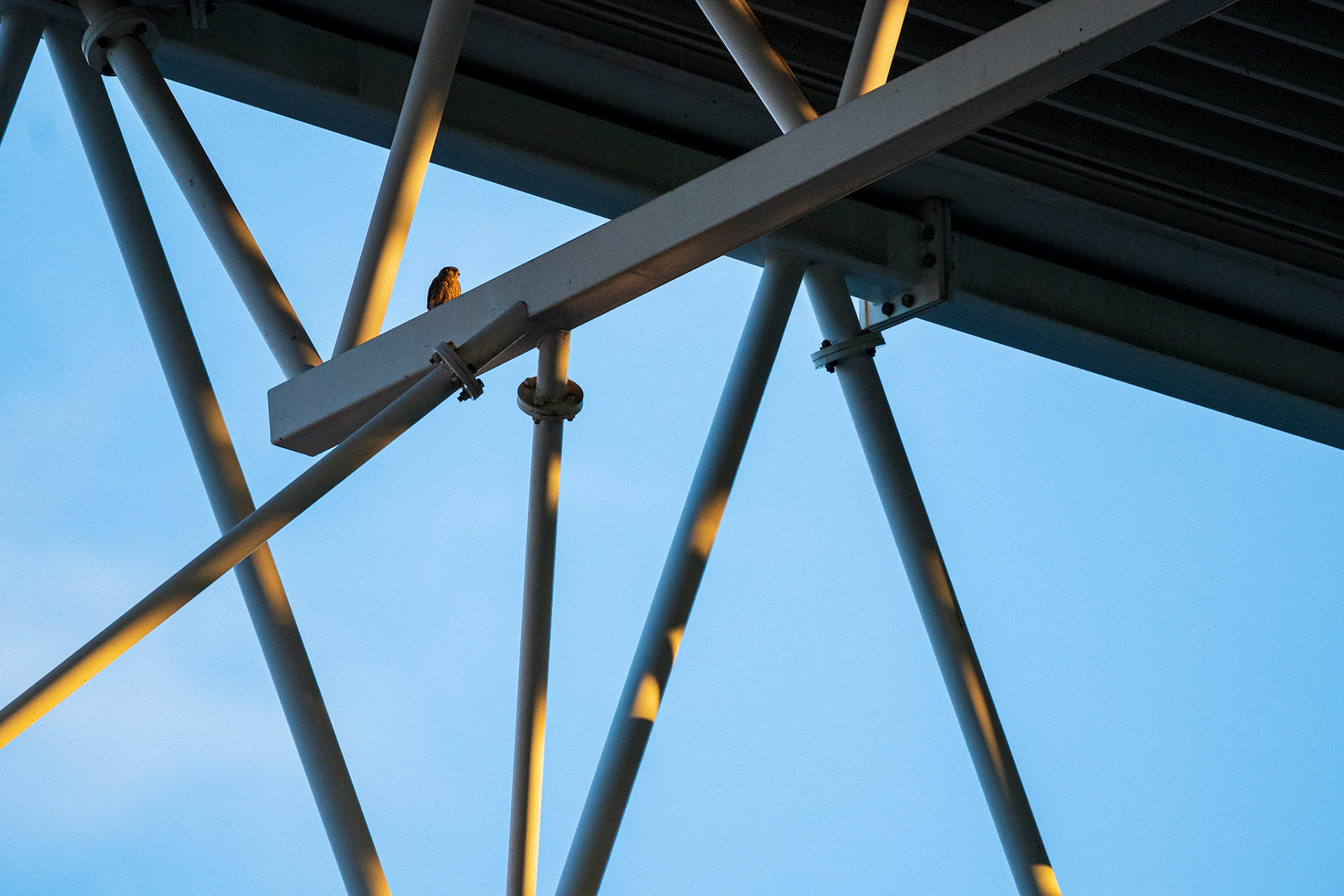 RCD Stadium, Cornellà