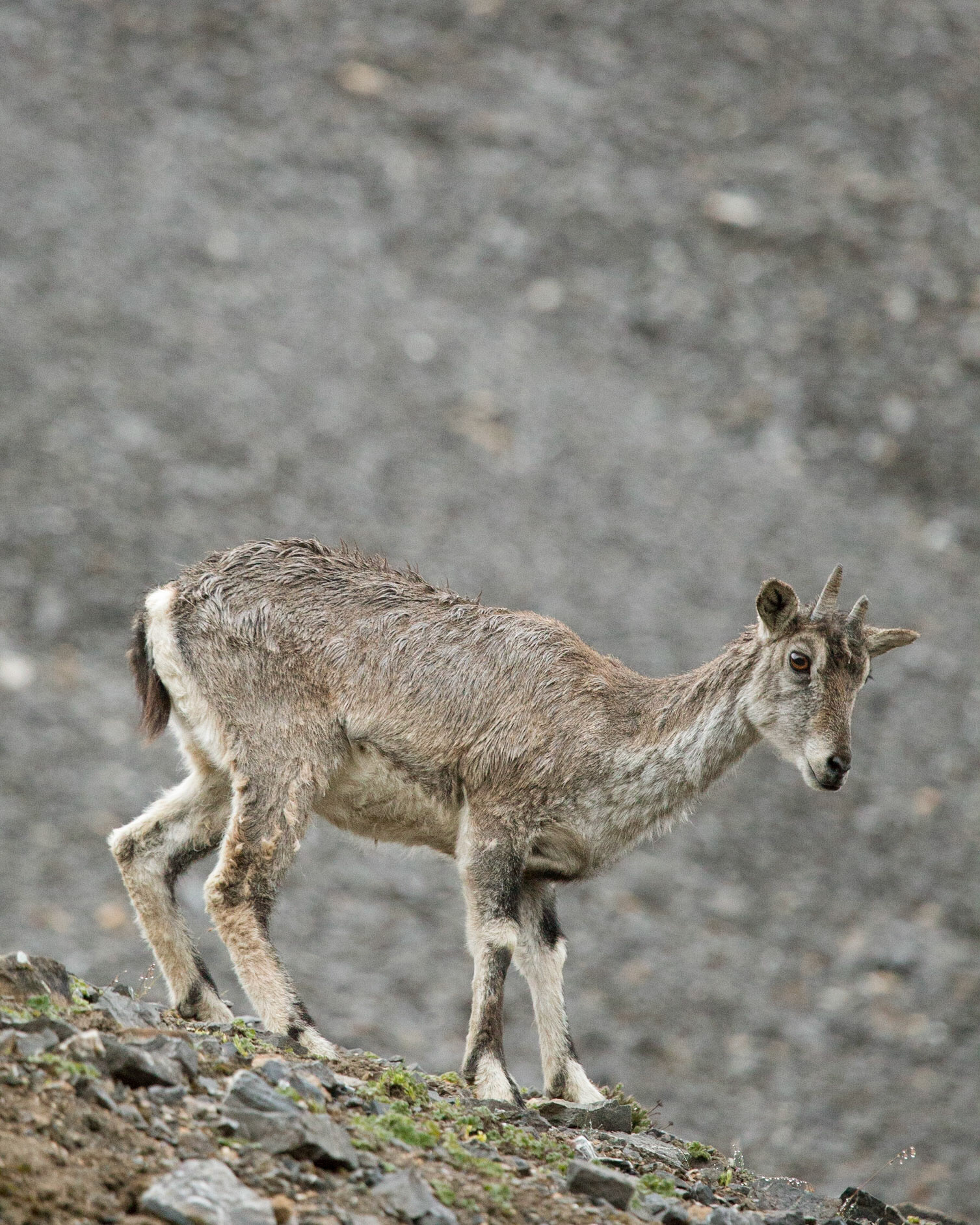 August, 17, 2014 - Blue Sheep of Himalaya