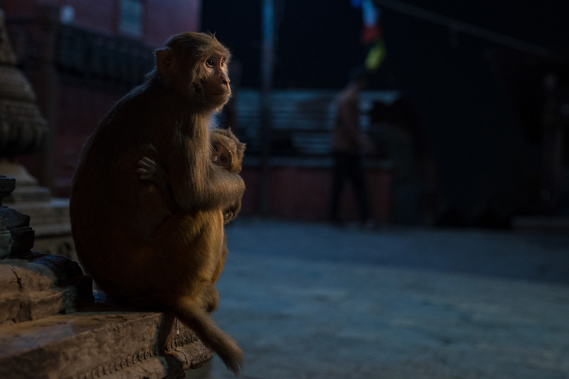 Monkey temple, Kathmandu