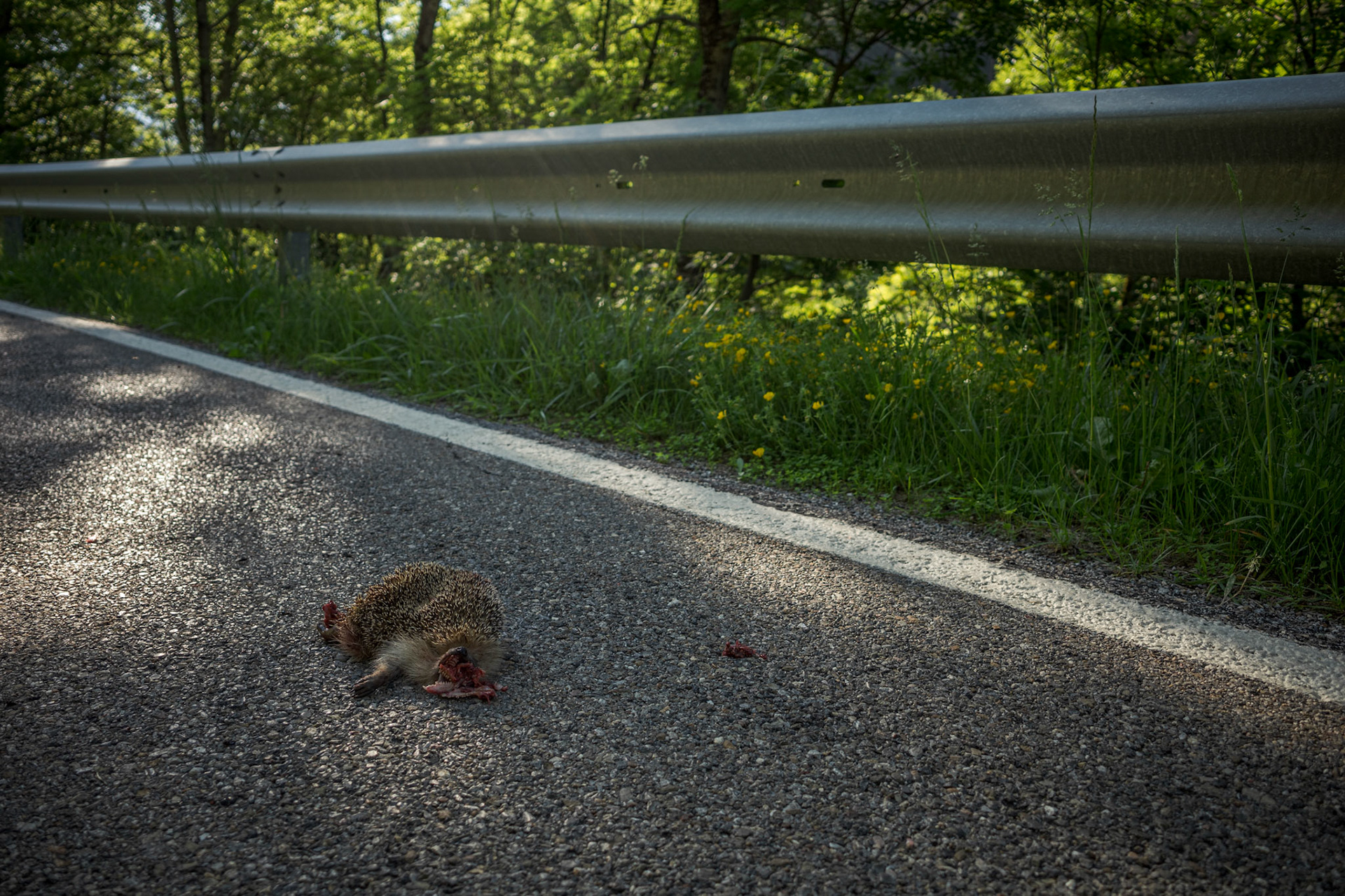 Collada de Toses, Pyrenees 2021