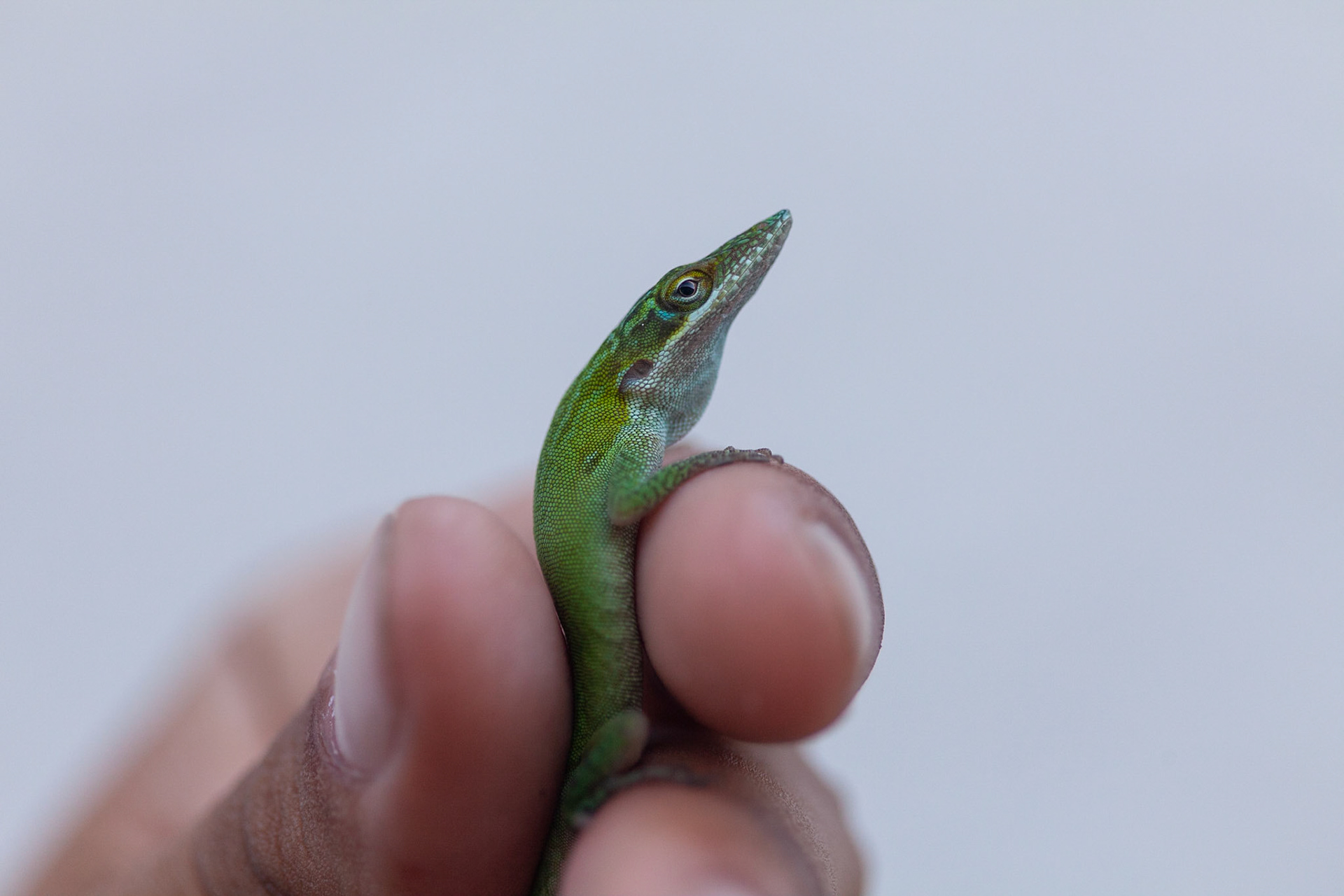 Ciego de Ávila, Cuba