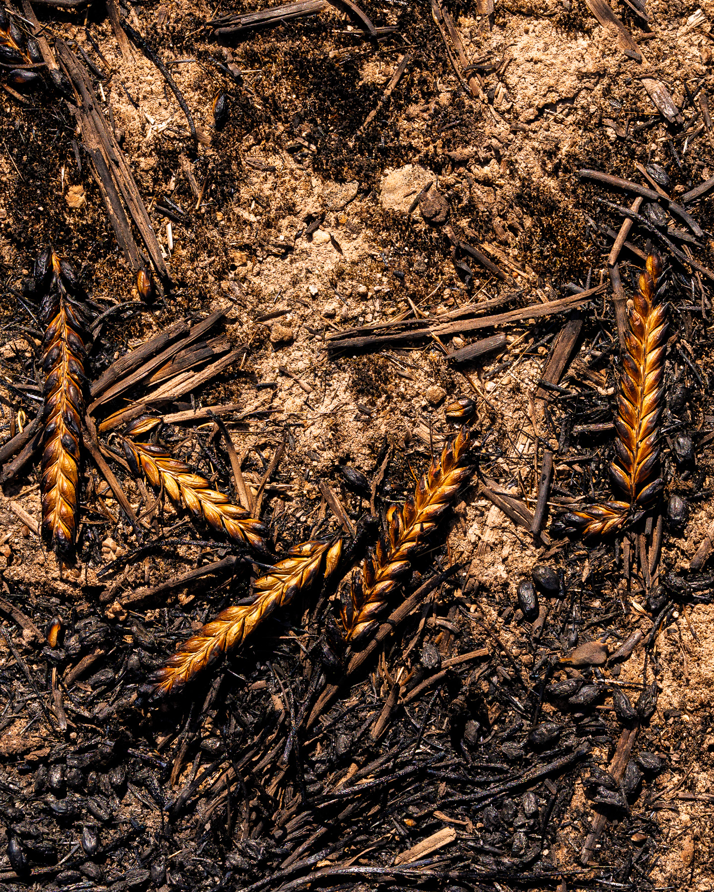 Wildfires in La Segarra, Lleida, Spain 2025