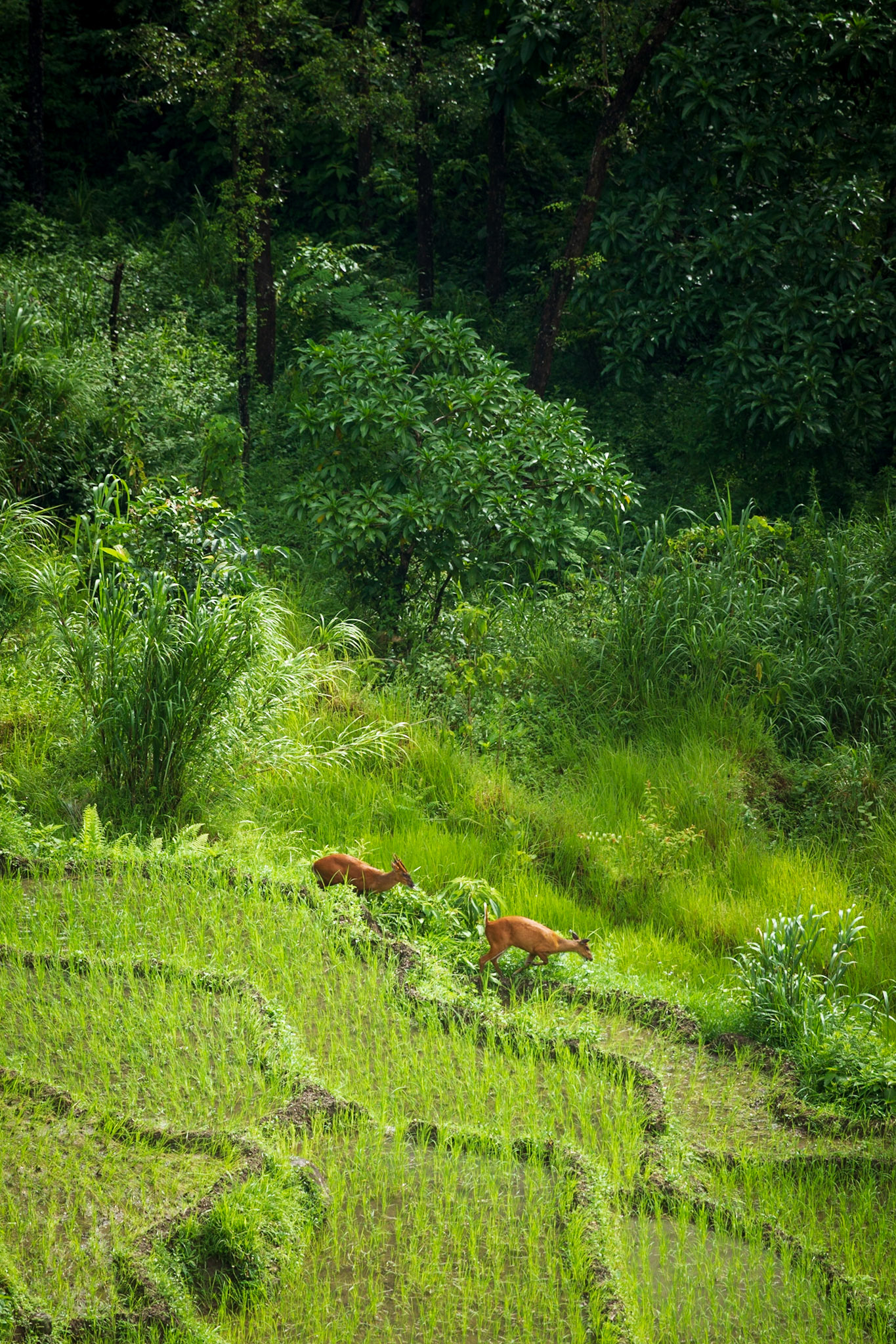 August, 8, 2014 - Annapurna Conservation Area