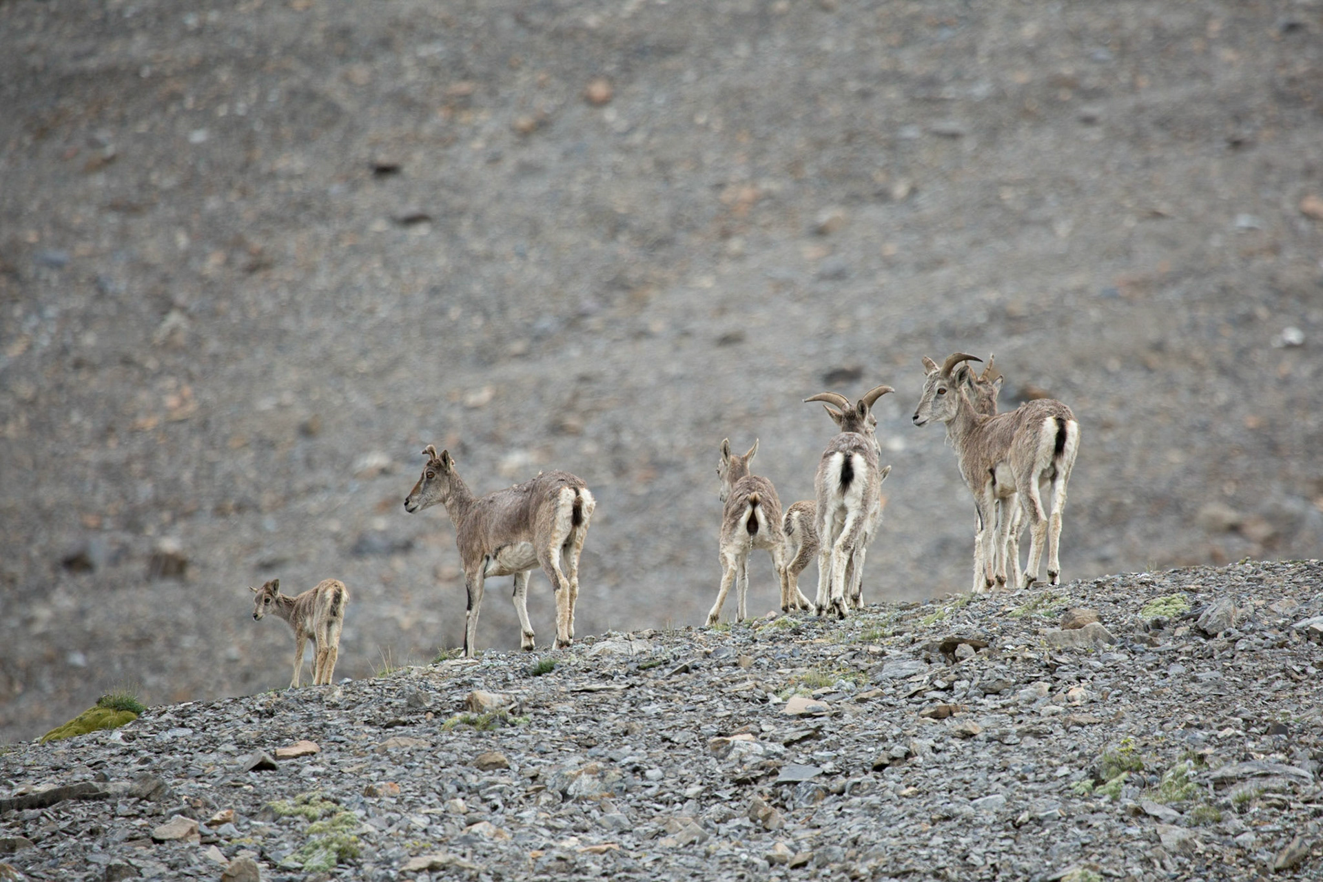 August, 17, 2014 - Group of Blue Sheep of Himalaya