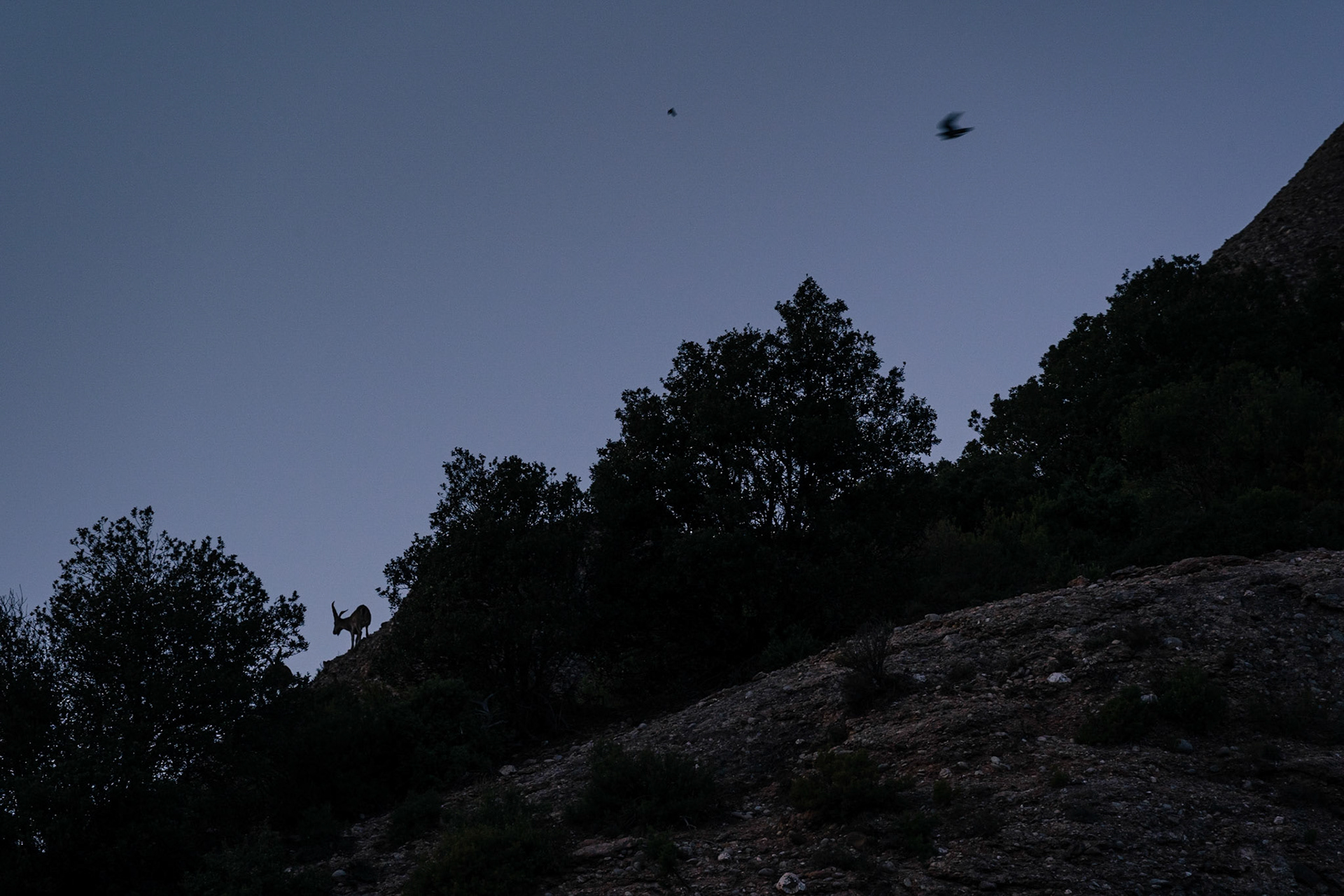 Peregrine Falcon hunting and wild goat male