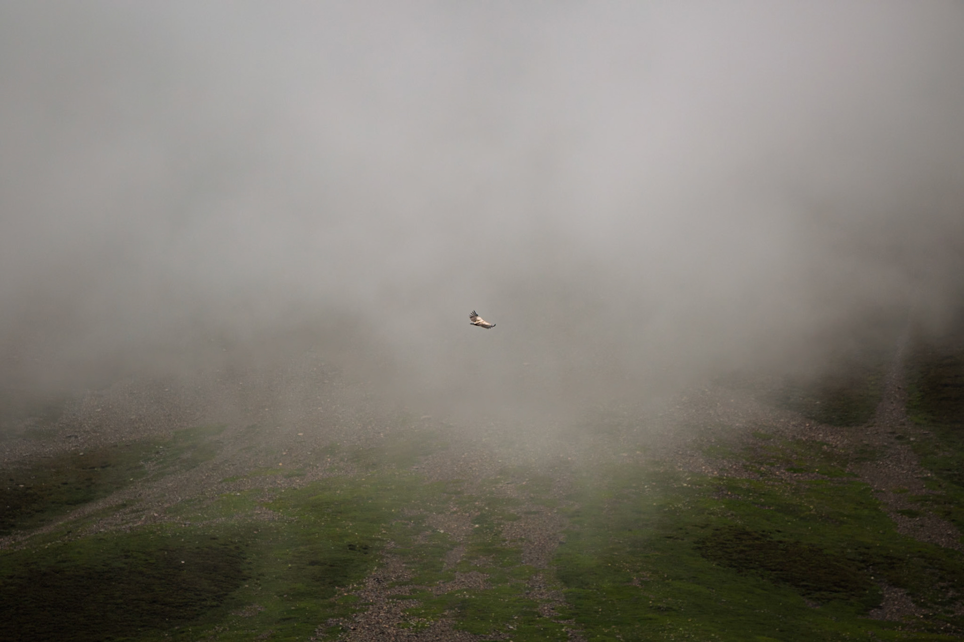 August, 14, 2014 - The Himalayan vulture (Gyps himalayensis)