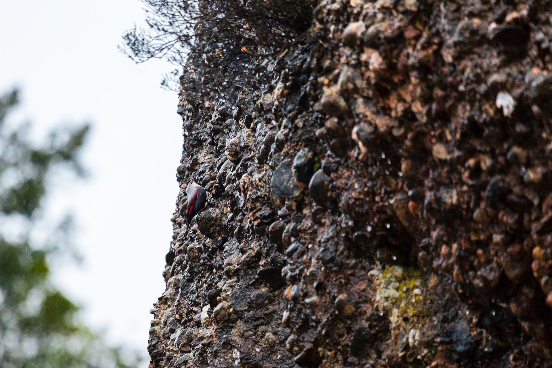 Wallcreeper (Tichodroma muraria)