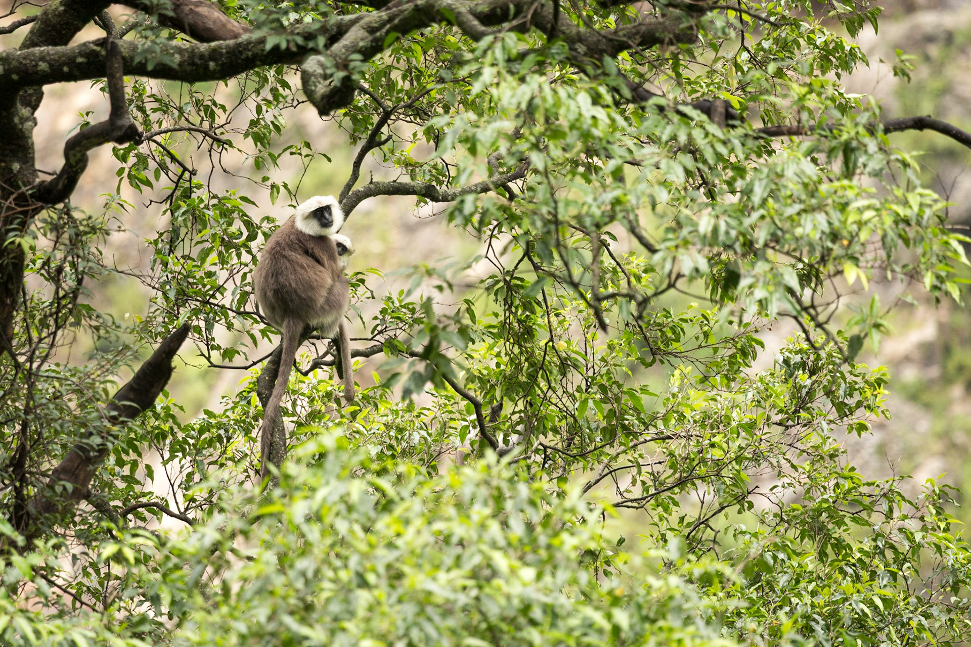 August, 9, 2014 - Annapurna Conservation Area