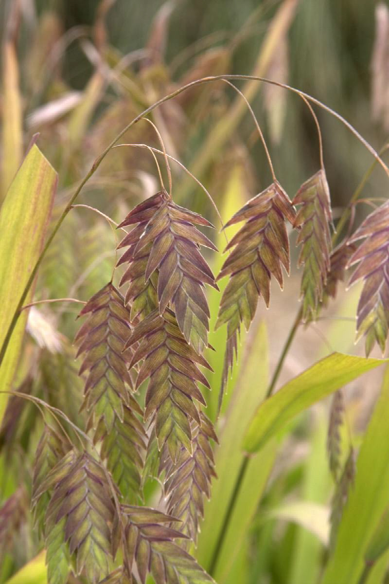 Northern Seaoats