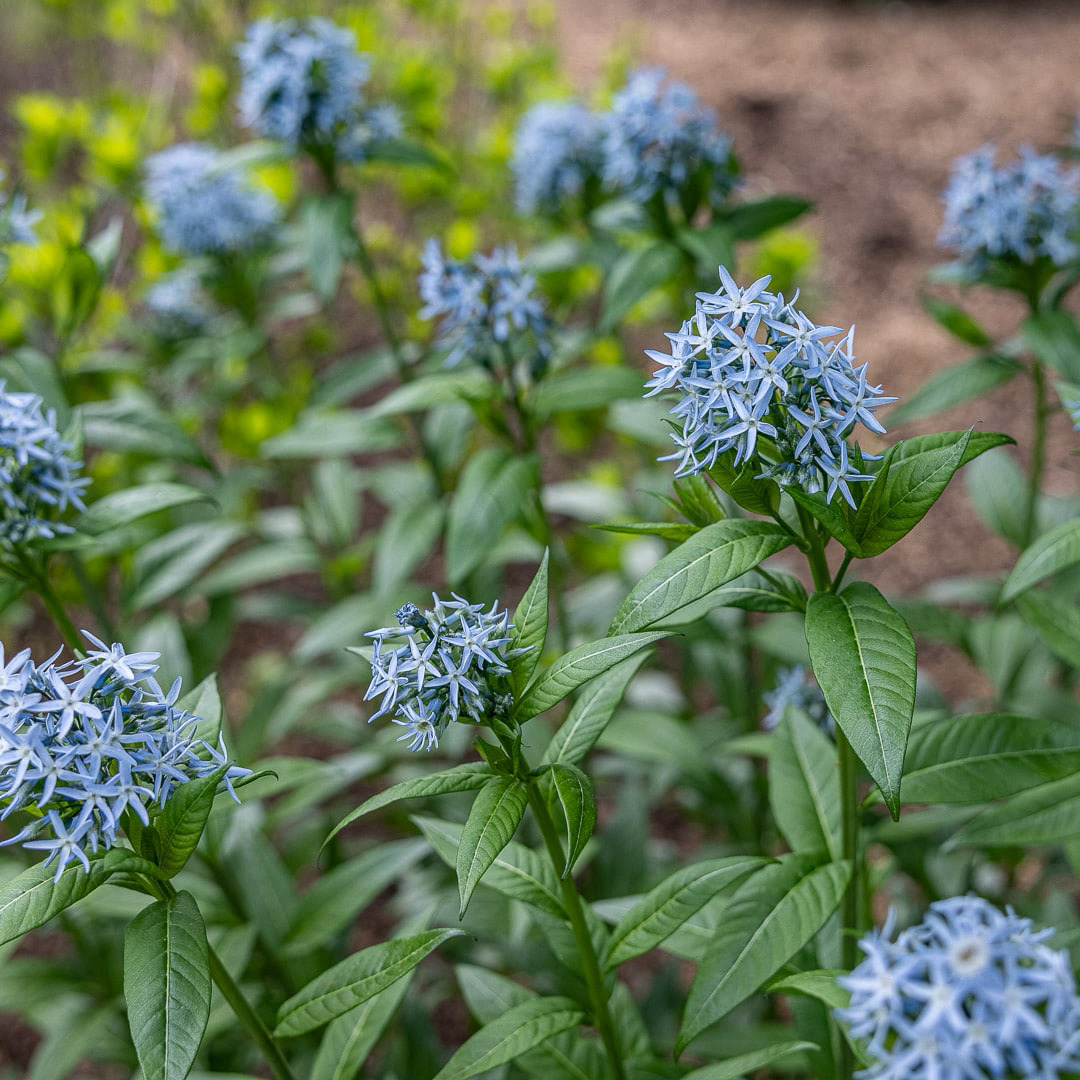 Eastern Bluestar