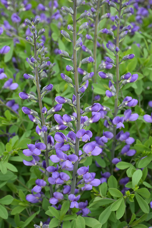 Wild Blue Indigo