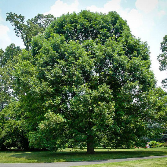 White Oak