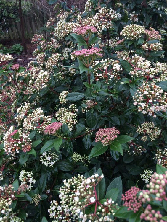 Viburnum tinus