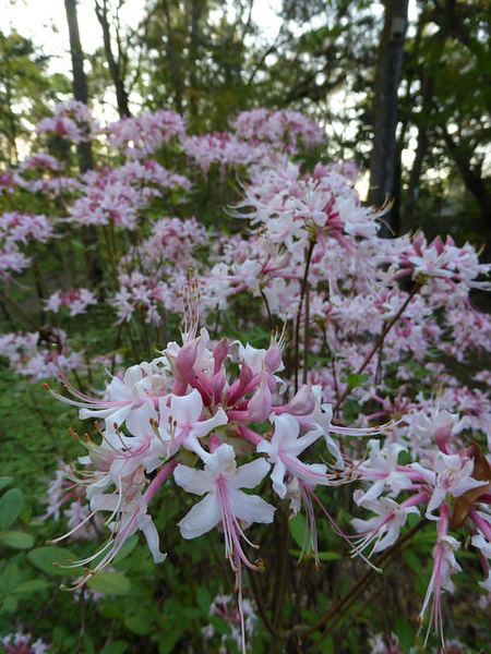Mountain Azealia