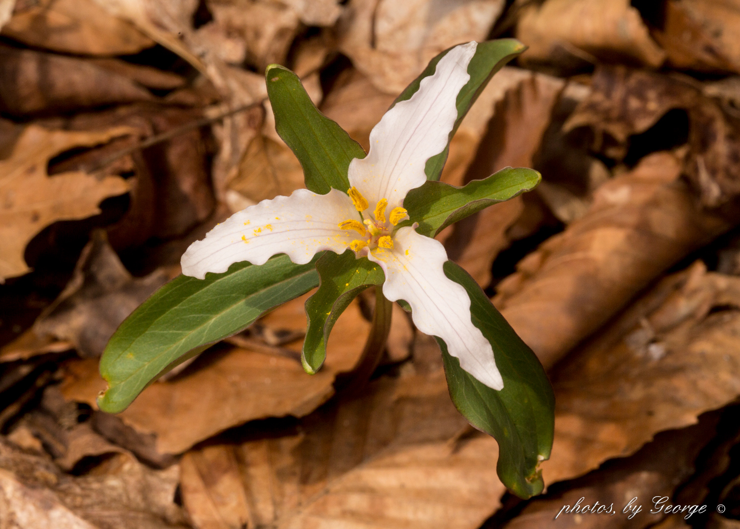 Ozark Trillium