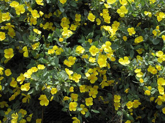 Dendromecon harfordii