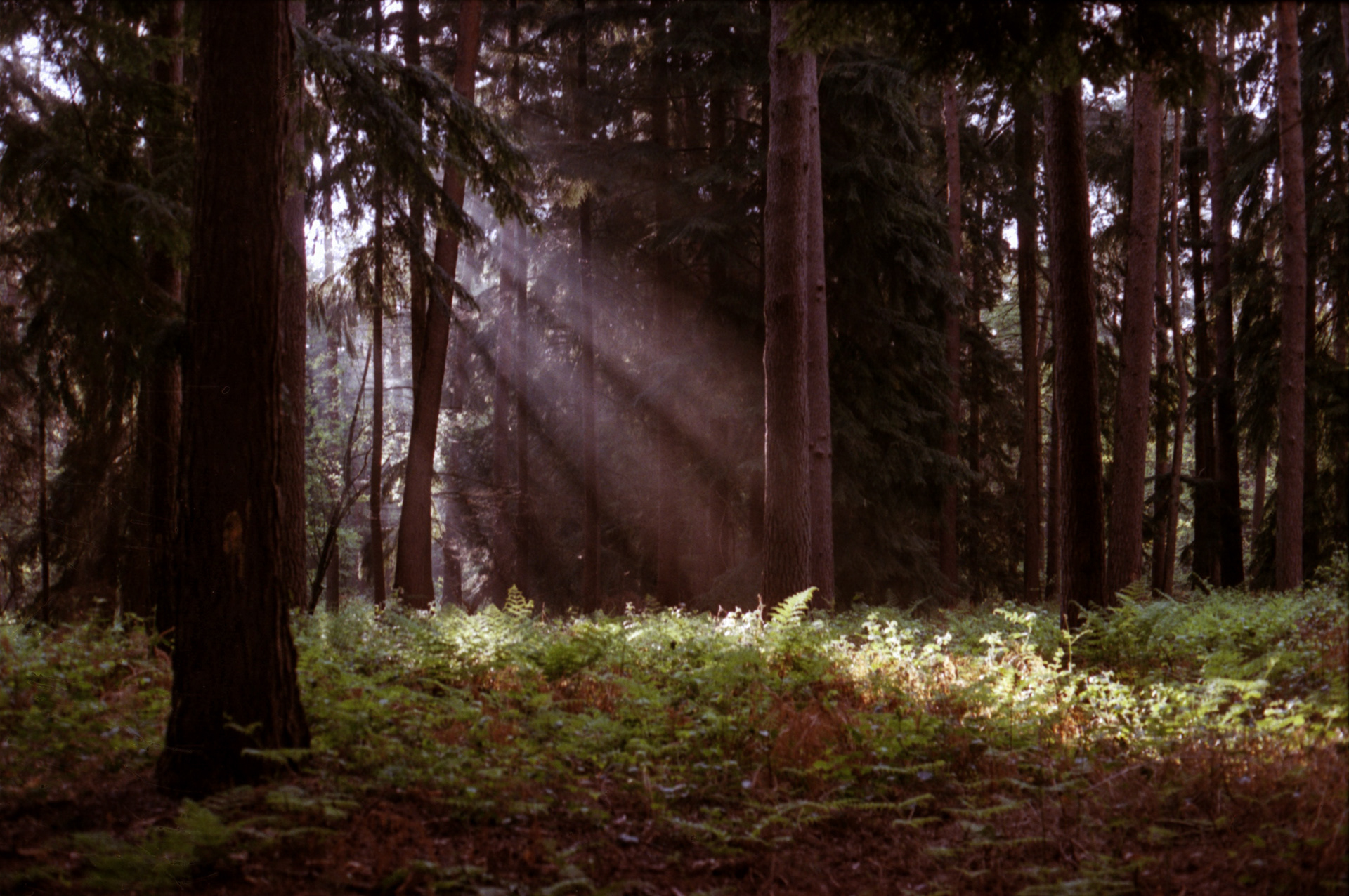 Hal (Belgique), 2019 / Canon AE1 Program + Fuji Superia Xtra 400