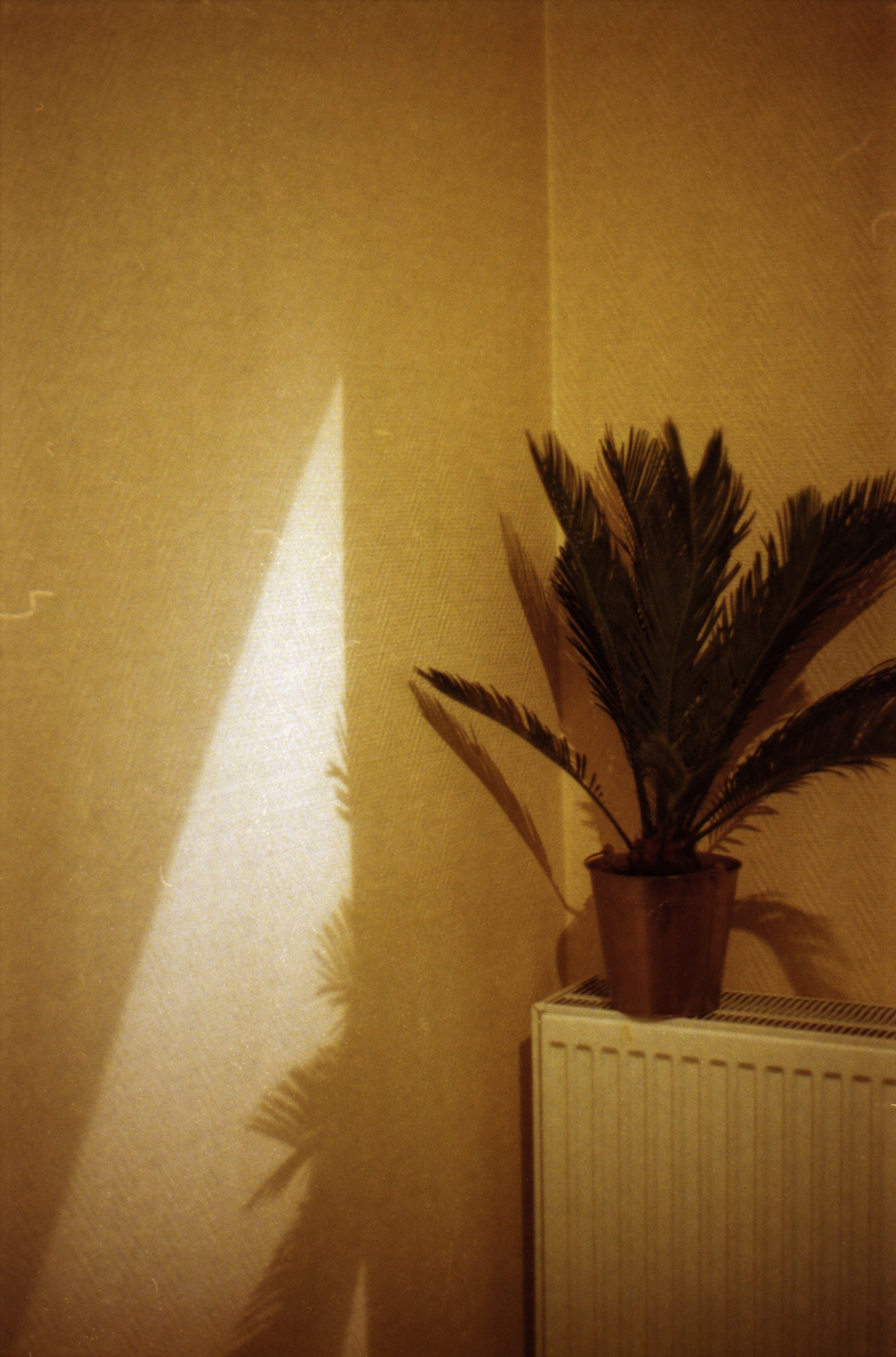 Ixelles (Belgique), 2019 / Olympus OM1-N + Kodak Ultramax 400