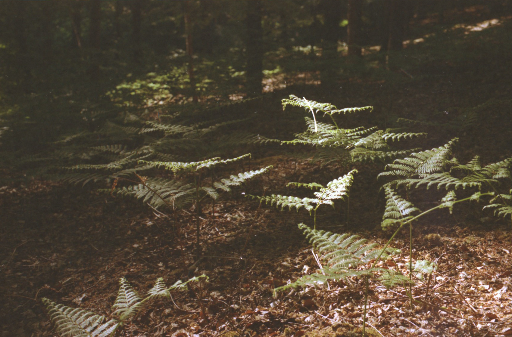 Forêt de Soignes (Belgique), 2020 / Canon AE1 Program + Fujicolor Superia 100