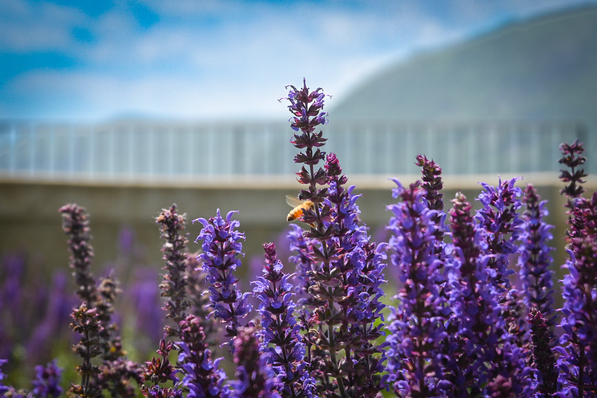 A honeybee harvests from flowers on Bannerman's Castle in the Hudson River, with Storm King in the background.
