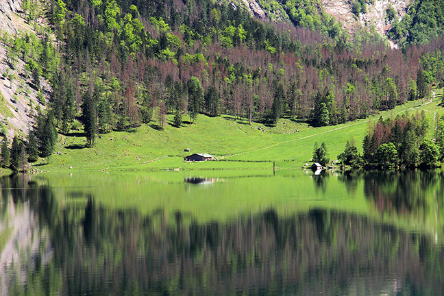 Obersee Fisch | Berchtesgaden National Park, Deutschland 2013