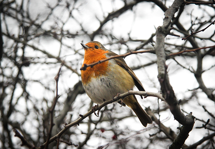 Britain Robin Borb | Regent's Park - London, England. 2024
