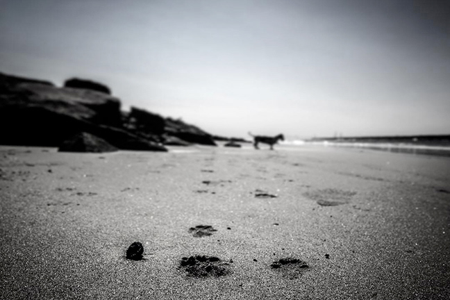 Love | Seal Beach, CA. 2015